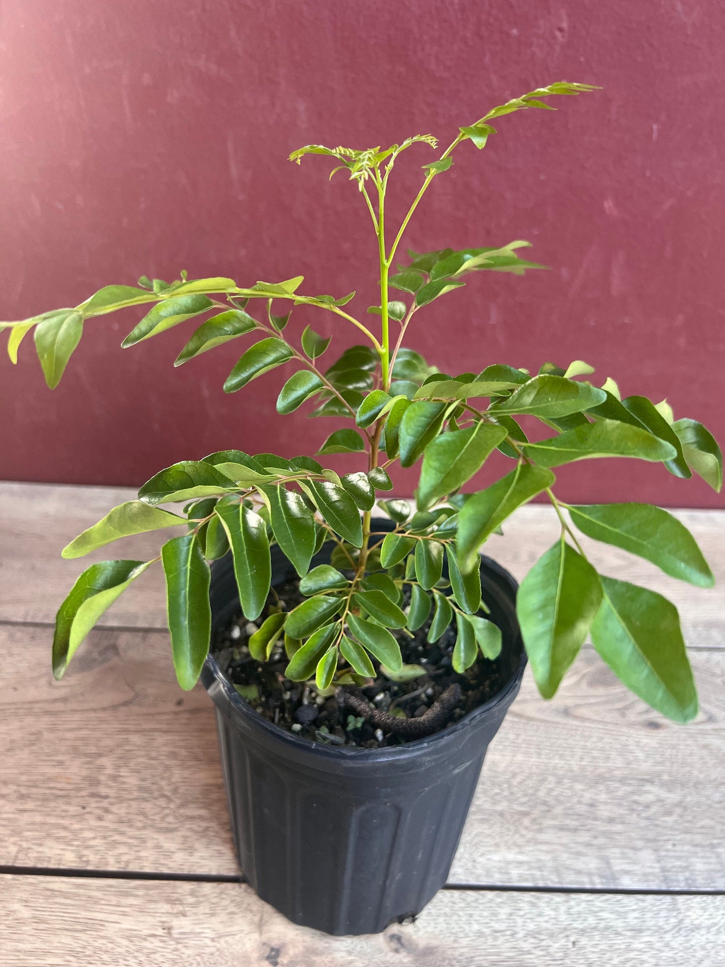Curry Leaf Plant, Murraya Koenigii, in 6" Pot. No ship to CA or HI