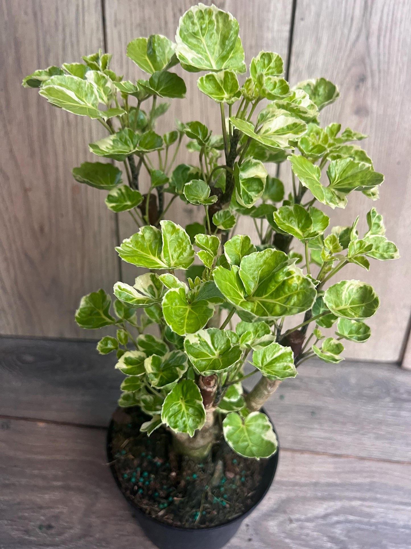 Aralia Balfour Variegated in 6" Pot, Bonsai Tree, Live Indoor & Outdoor Tropical Houseplant, Home and Office Decor