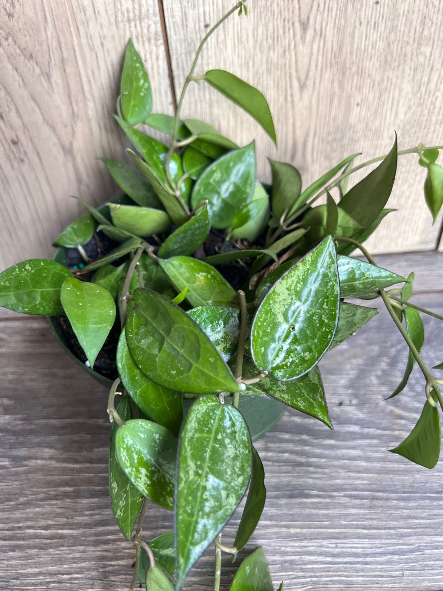 Hoya Black Margin 6" Pot