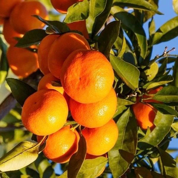 Owari Tangerine Tree in half Gallon Pot, Grafted, Cold Hardy, Florida Shipping Only