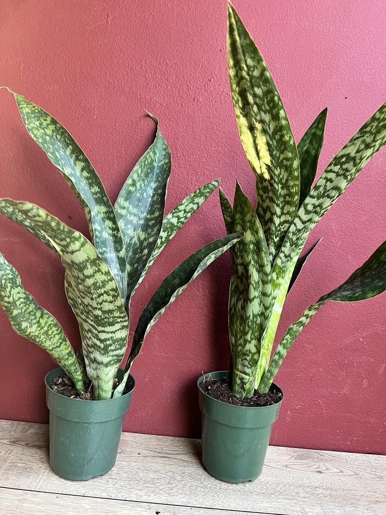 Sansevieria Jaboa, in 6" pot, King Jaboa, Dracaena Jaboa