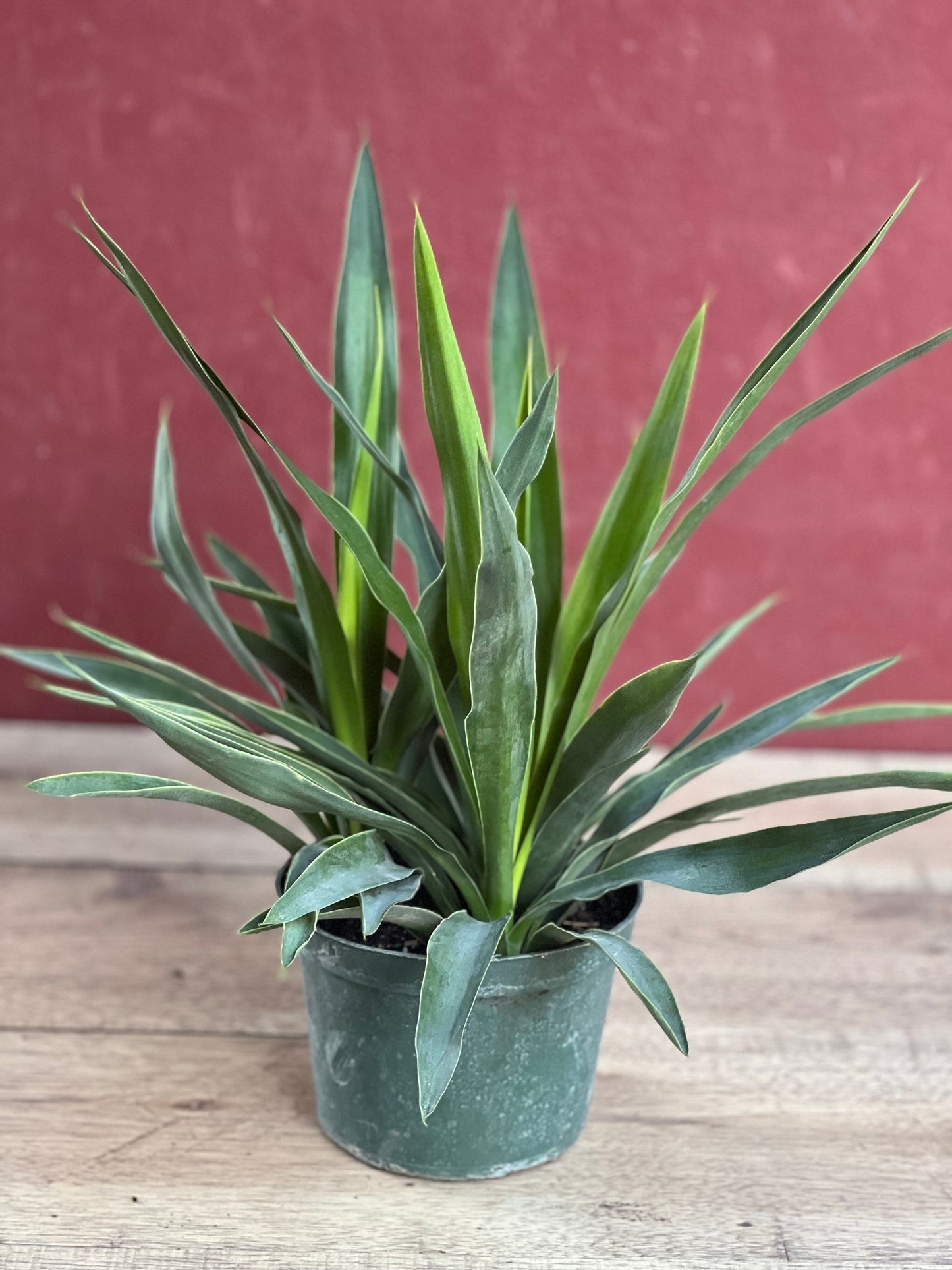Dracaena Yucca Cane, Yucca Elephantipes ,Outdoor .Indoor , in 6"inches Pot