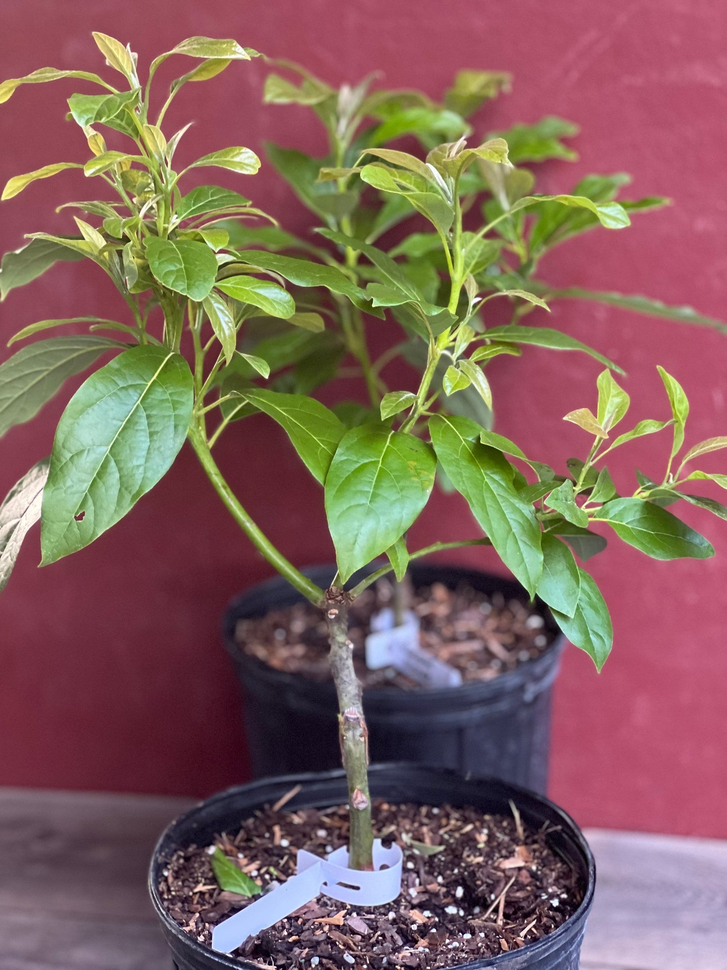 Mexicola Grande Avocado Tree , “Cold Hardy” Grafted in 3 Gallon Pot, No Ship to CA and HI