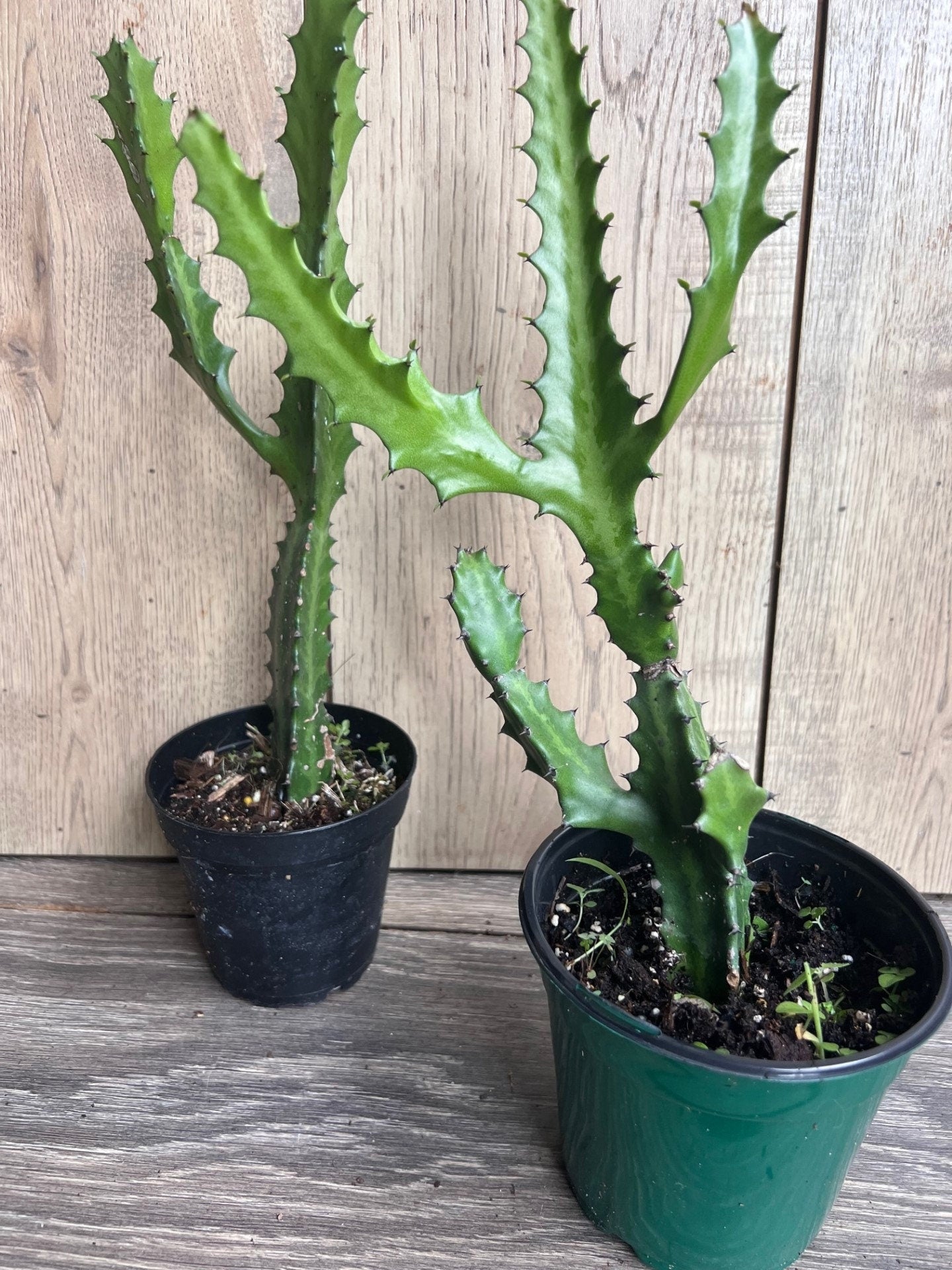 Euphorbia Lactea , Dragon Bone in 4" Pot, rare, cactus , succulent