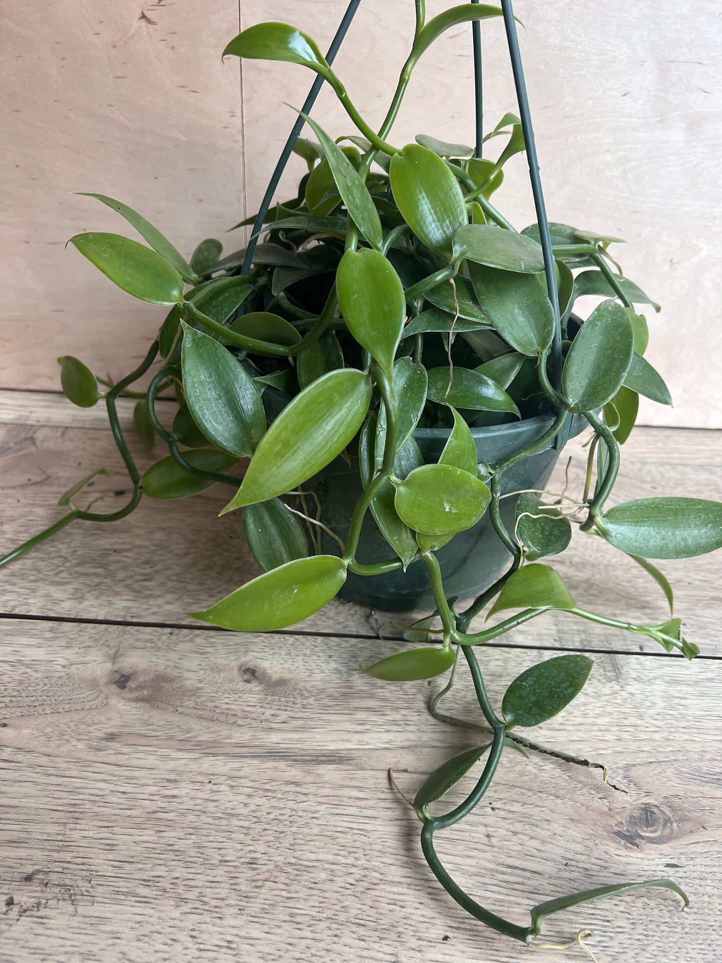 Vanilla planifolia, vanilla bean orchid in 8"HB