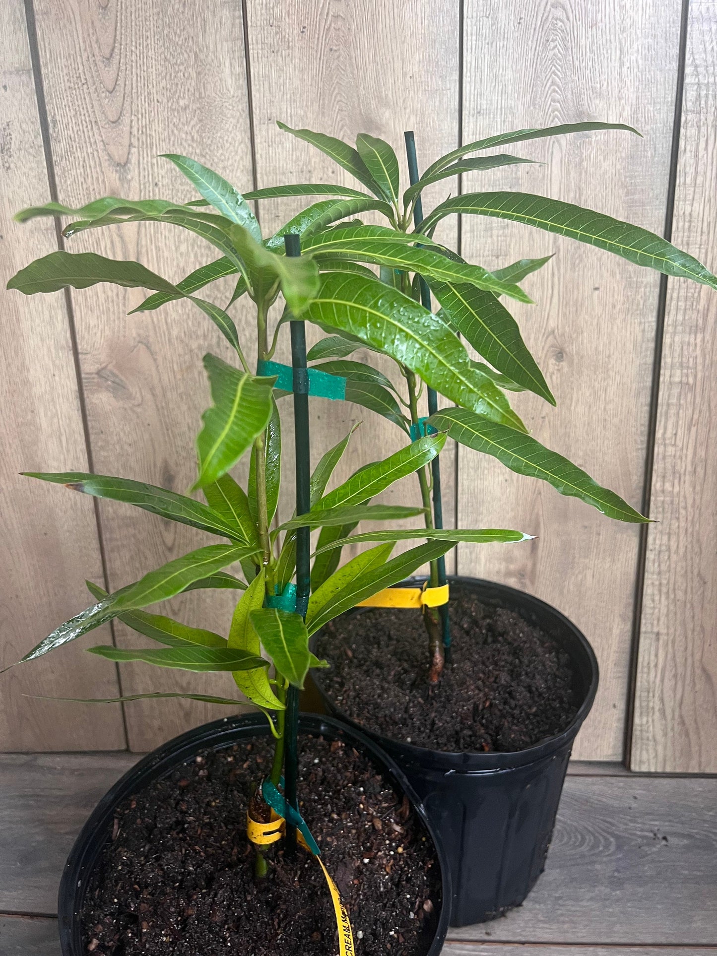 Ice Cream Mango Tree. grafted in 3 gallons pot, No Ship to CA and HI