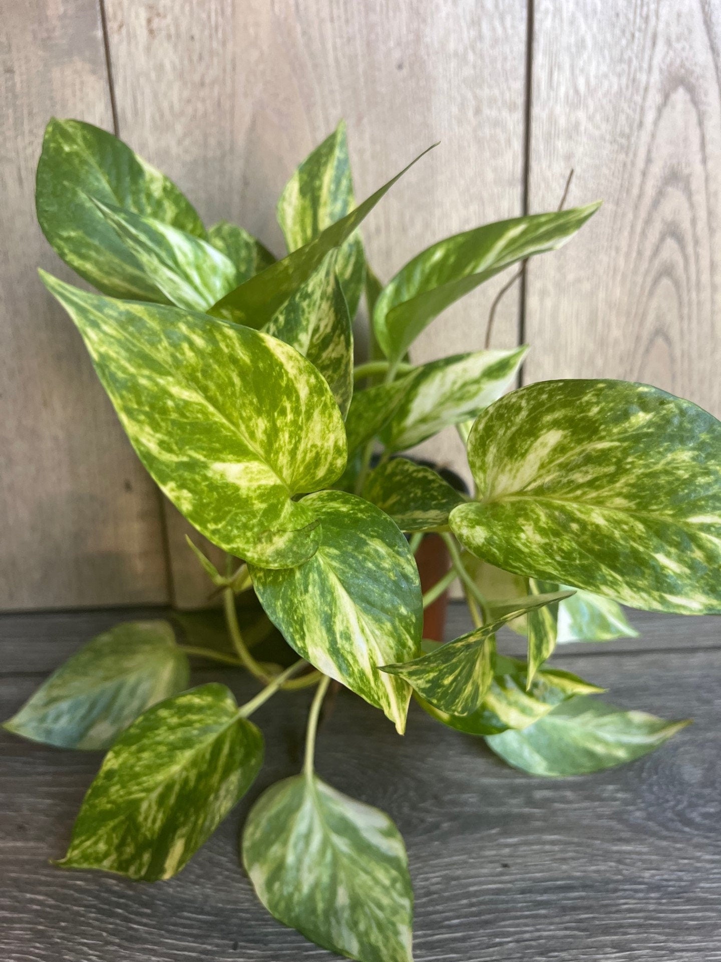 Golden Pothos in 4" Pot. Air purifying,, Live, Air purifyingHouse plant, Devil's Ivy Epipremnum Aureum
