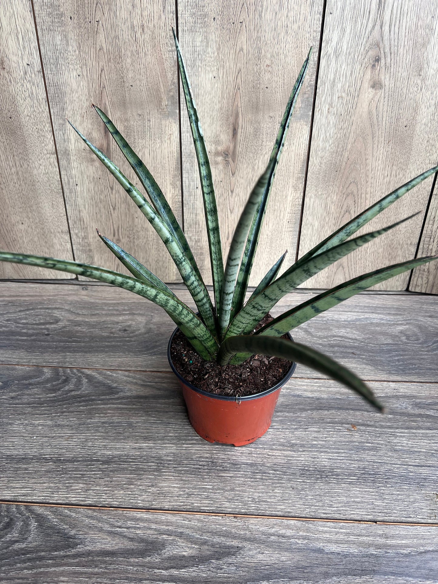 Sansevieria Javancia in 6" Pot