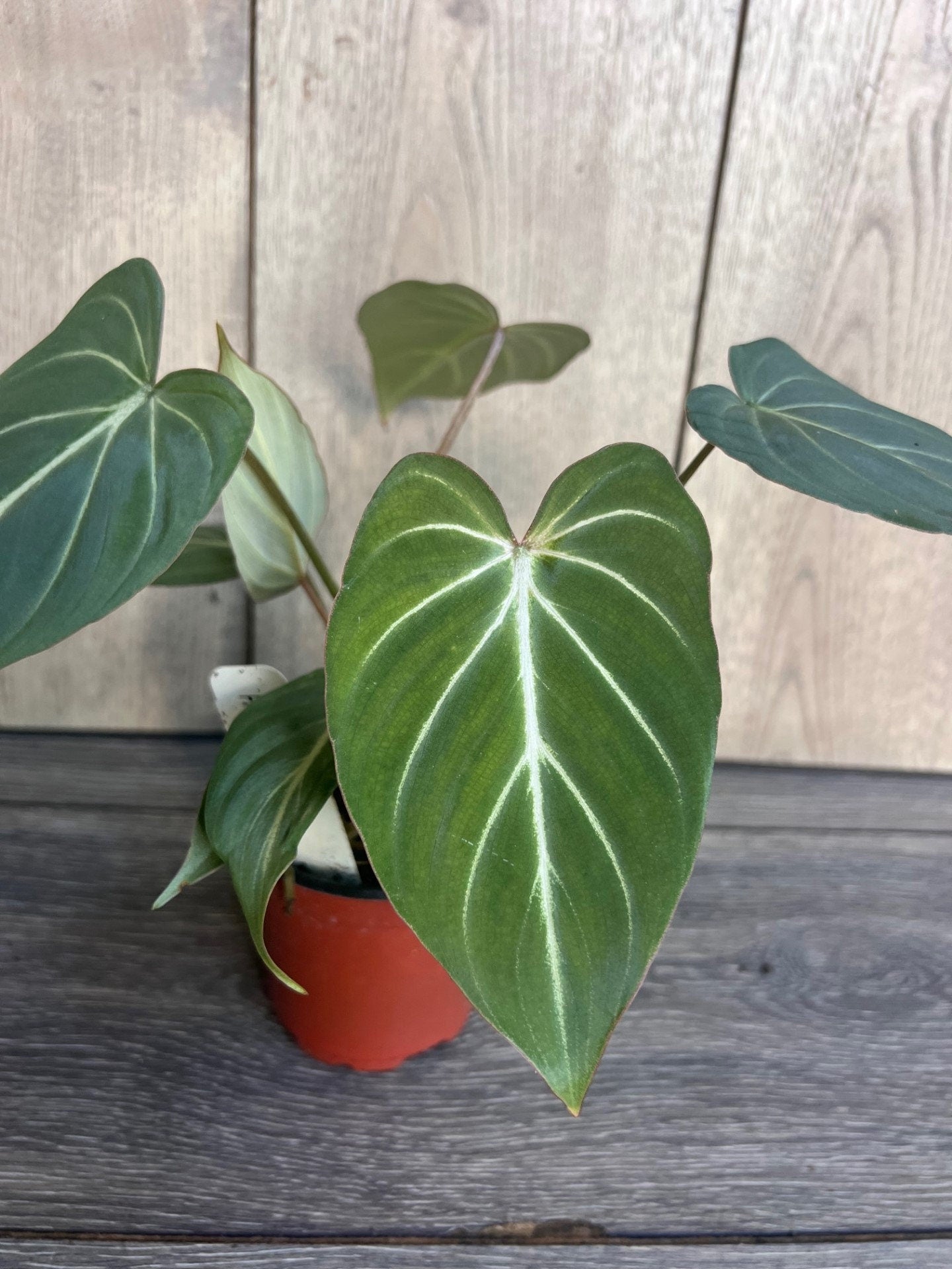 Philodendron gloriosum in 4" pot,
