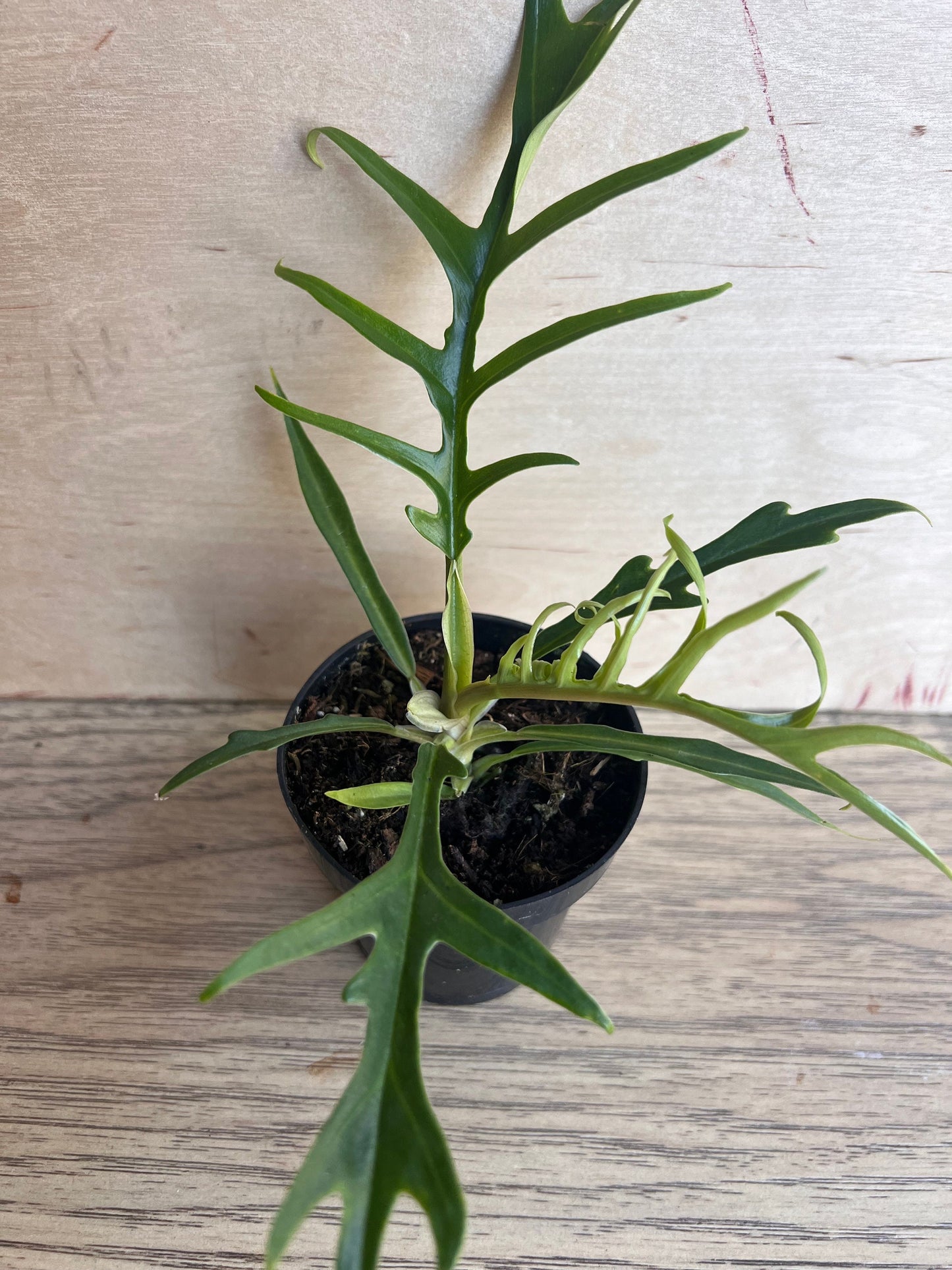 Philodendron Tortum in 4" Pot
