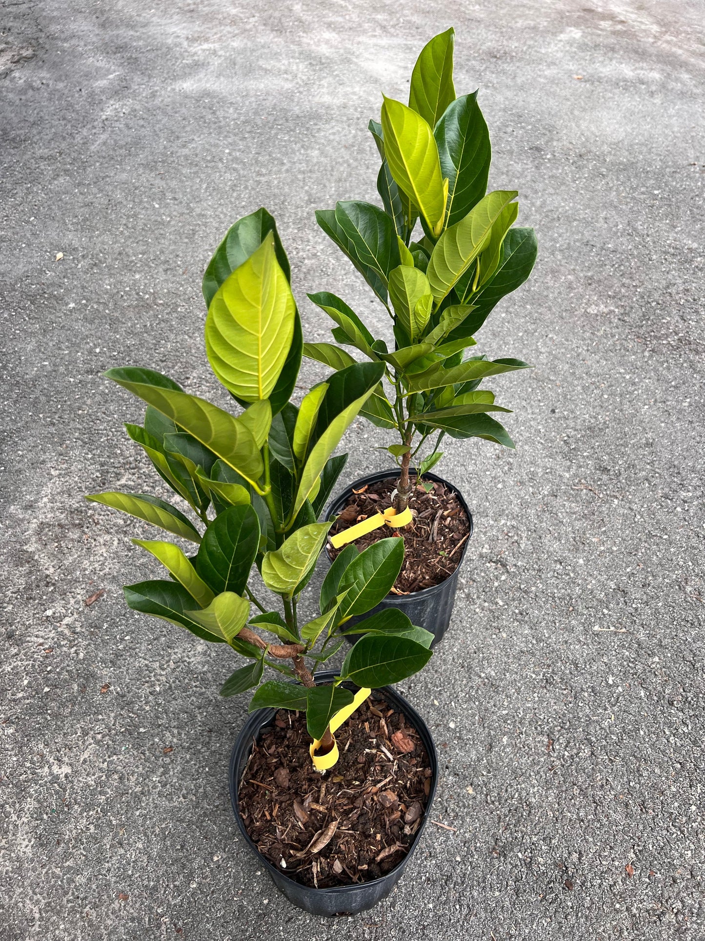 Haas Avocado Tree , Grafted in 3 Gallon Pot, No Ship to CA and HI