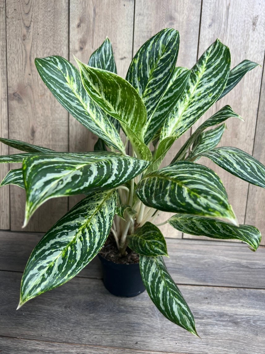 Aglaonema Golden Madonna in 6" Pot