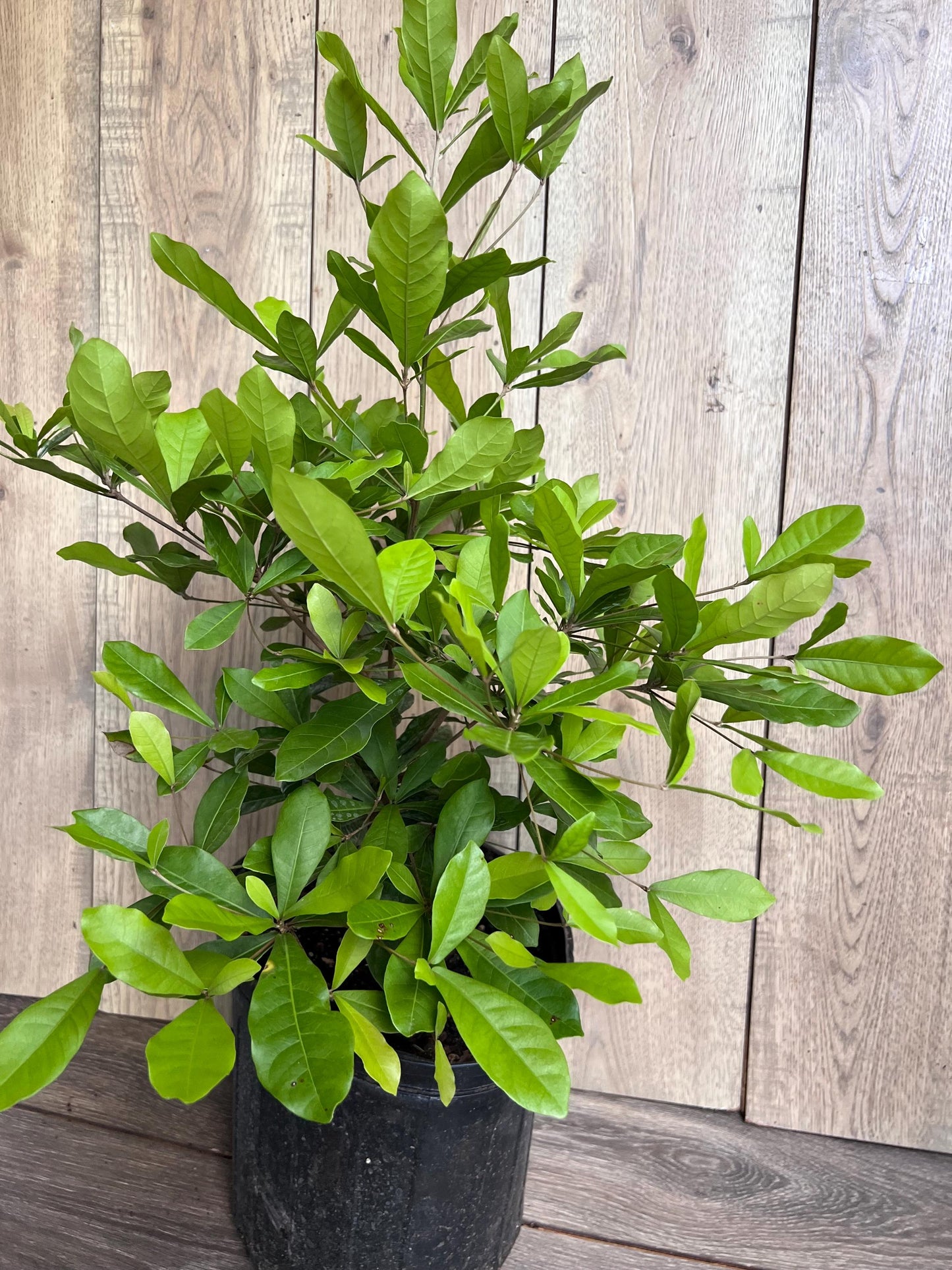 Miracle Fruit tree in 3 Gallon pot, Synsepalum dulcificum