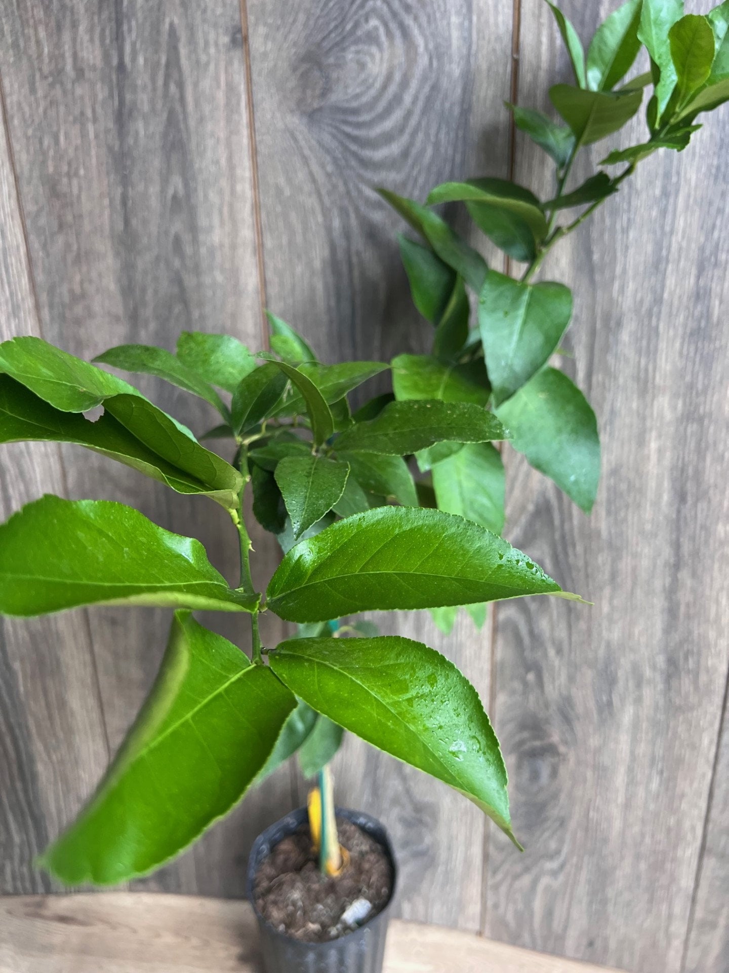 Ponderosa Lemon in half Gallon Pot, Grafted, Florida Shipping Only