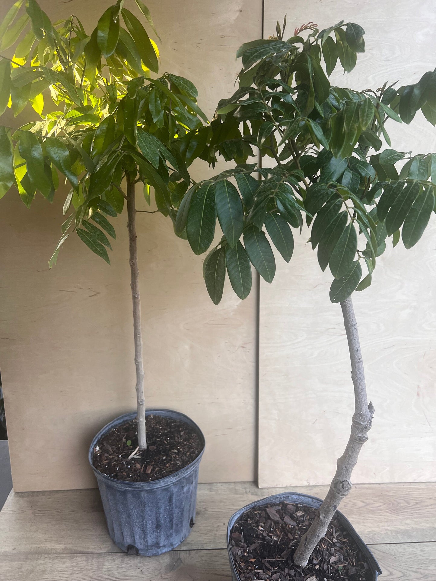 kohala longan in 10" Pot, air layered, lengkeng, kelengkeng, No Ship to CA and HI