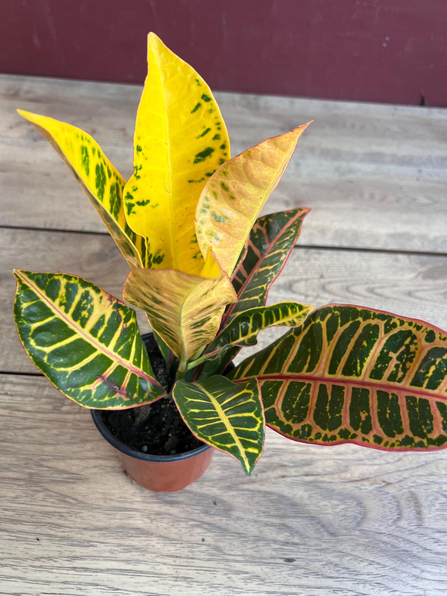 Croton Petra in 4" Pot, house plant, indoor, outdoor