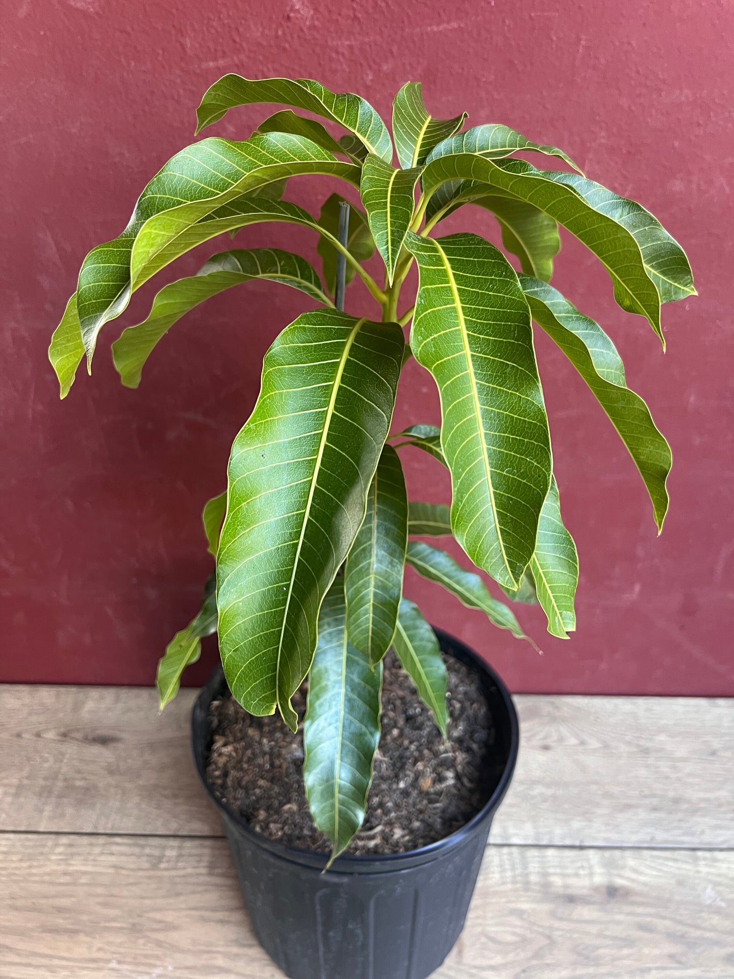 Kesar Mango Tree, grafted in 3 gallons pot, Gujarat Mango, No Ship to CA and HI