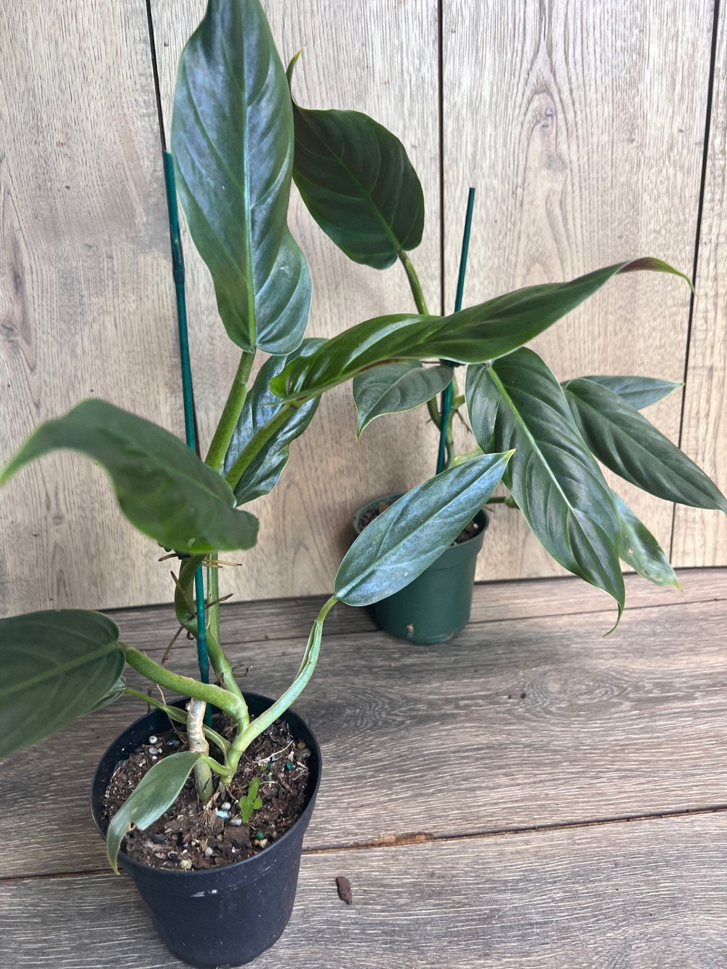 Philodendron Subhastatum in 4" Pot