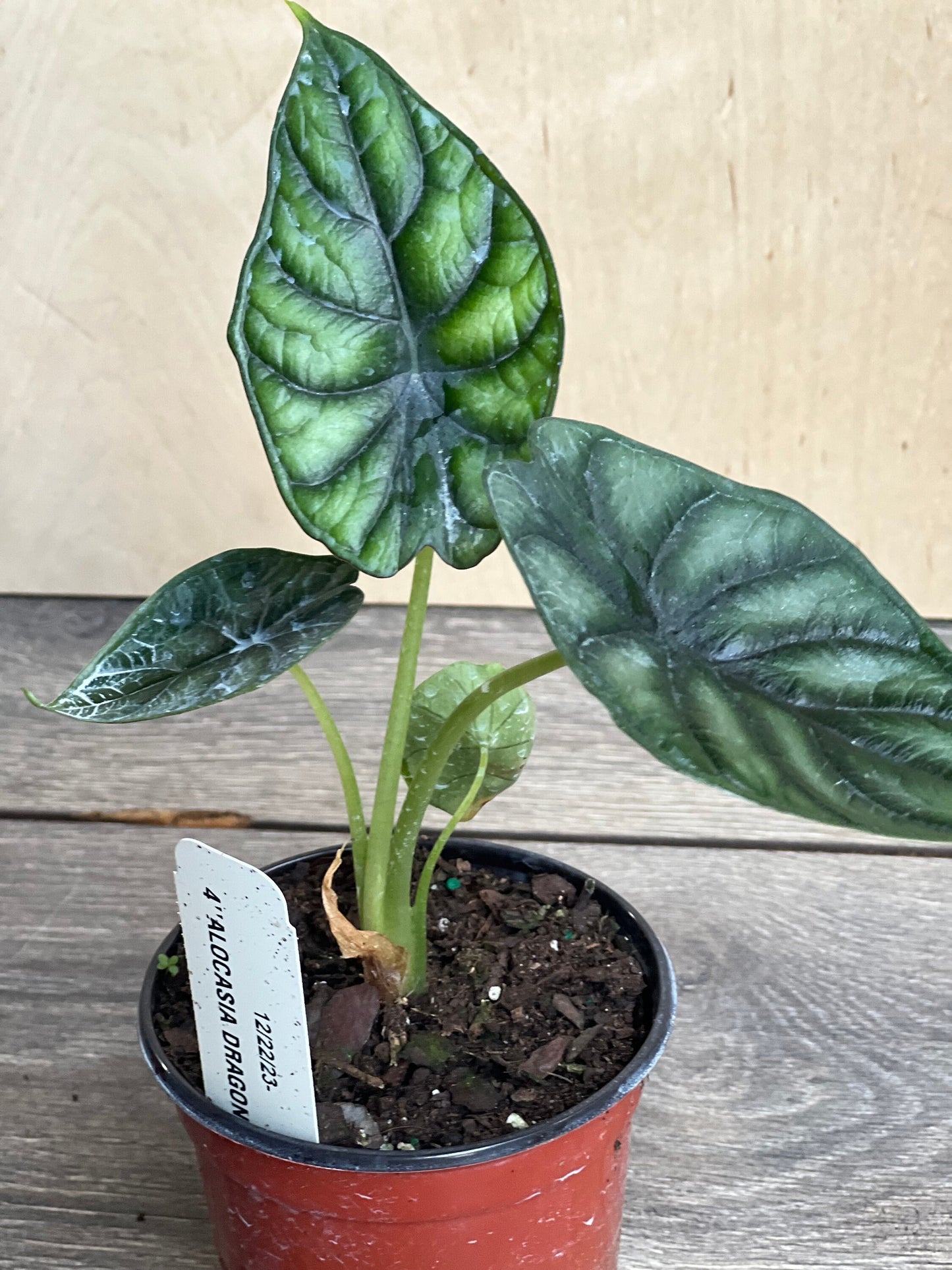 Alocasia Dragon Scale, in 4" pot, house plant
