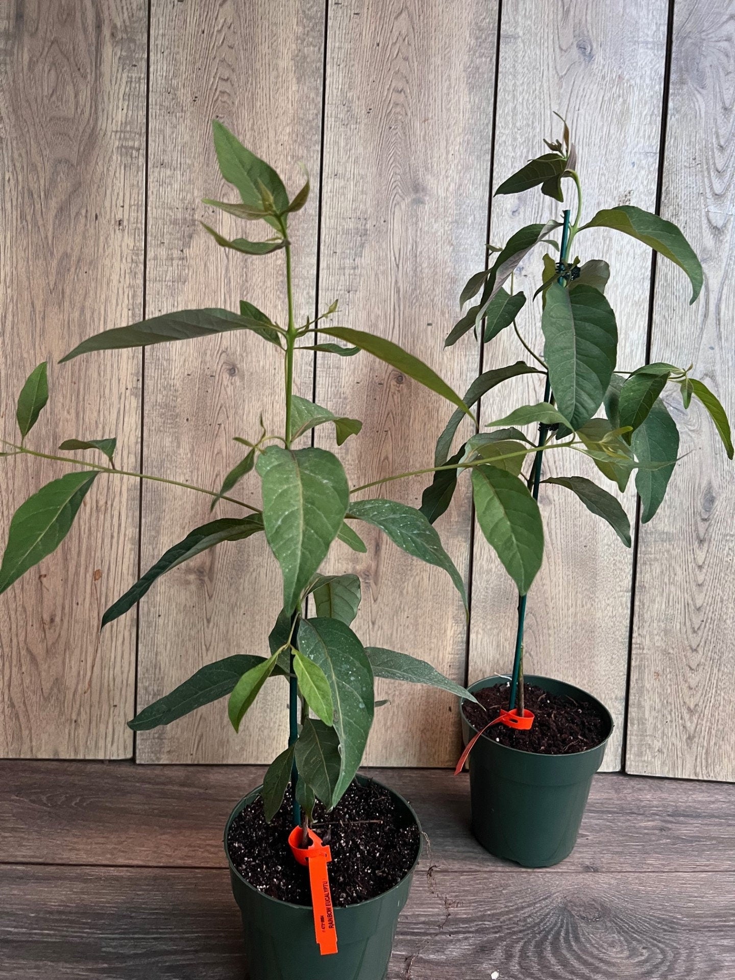 Rainbow Eucalyptus, deglupta, in half gallon Pot