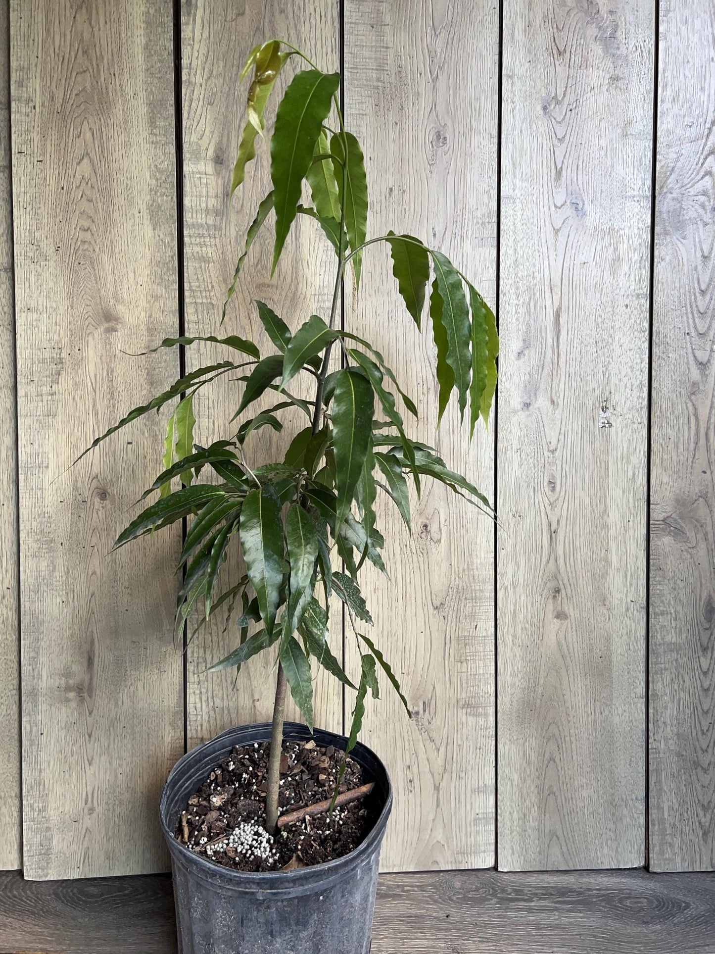 Mast Tree, Polyalthia longifolia in 3 gallon Pot