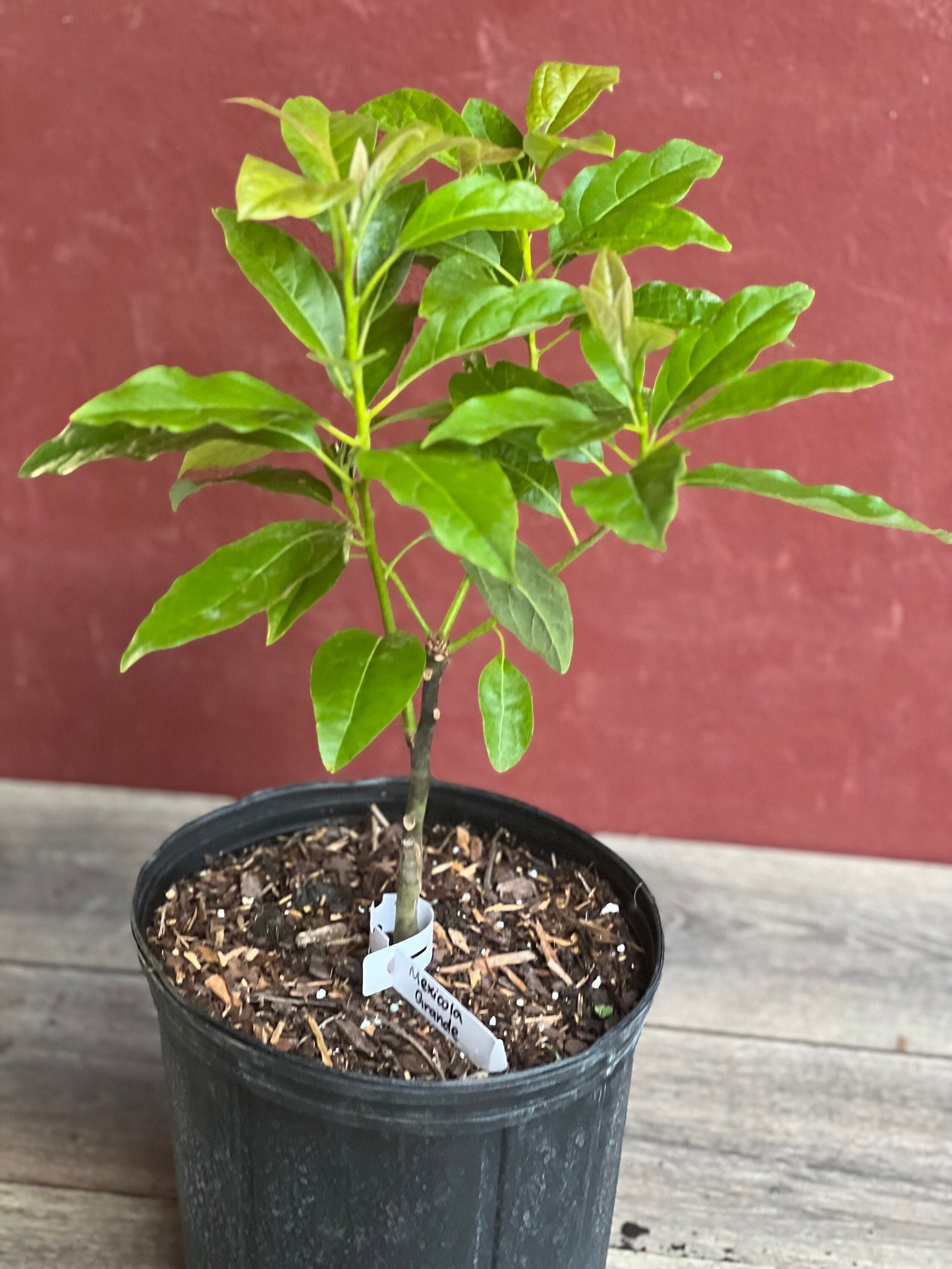 Mexicola Grande Avocado Tree , “Cold Hardy” Grafted in 3 Gallon Pot, No Ship to CA and HI