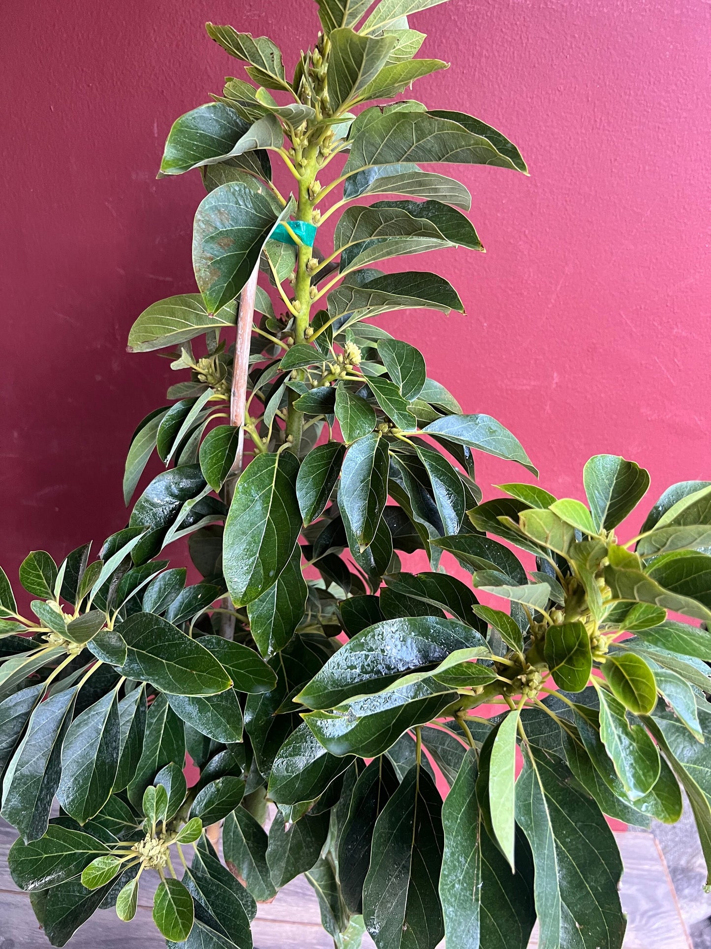 Avocado 'Choquette', Persia americana Tree , Grafted in 3 Gallon Pot, No Ship to HI