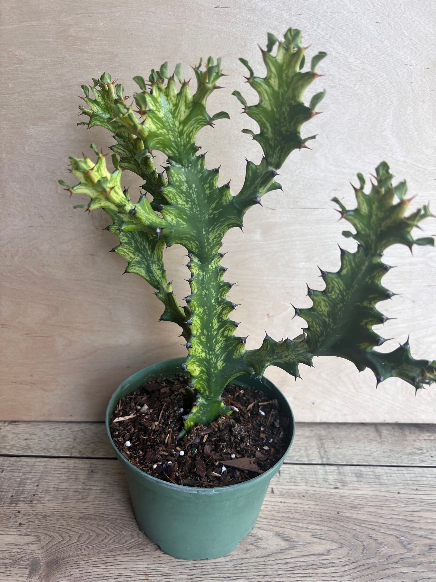 Euphorbia Lactea Variegated, Dragon Bone in 6" Pot, rare, cactus , succulent, Lacei variegata