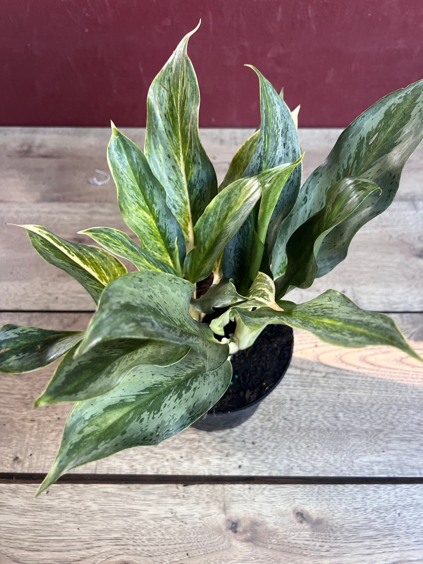 Aglaonema Koh Sumai in 6", Rare Aglaonema