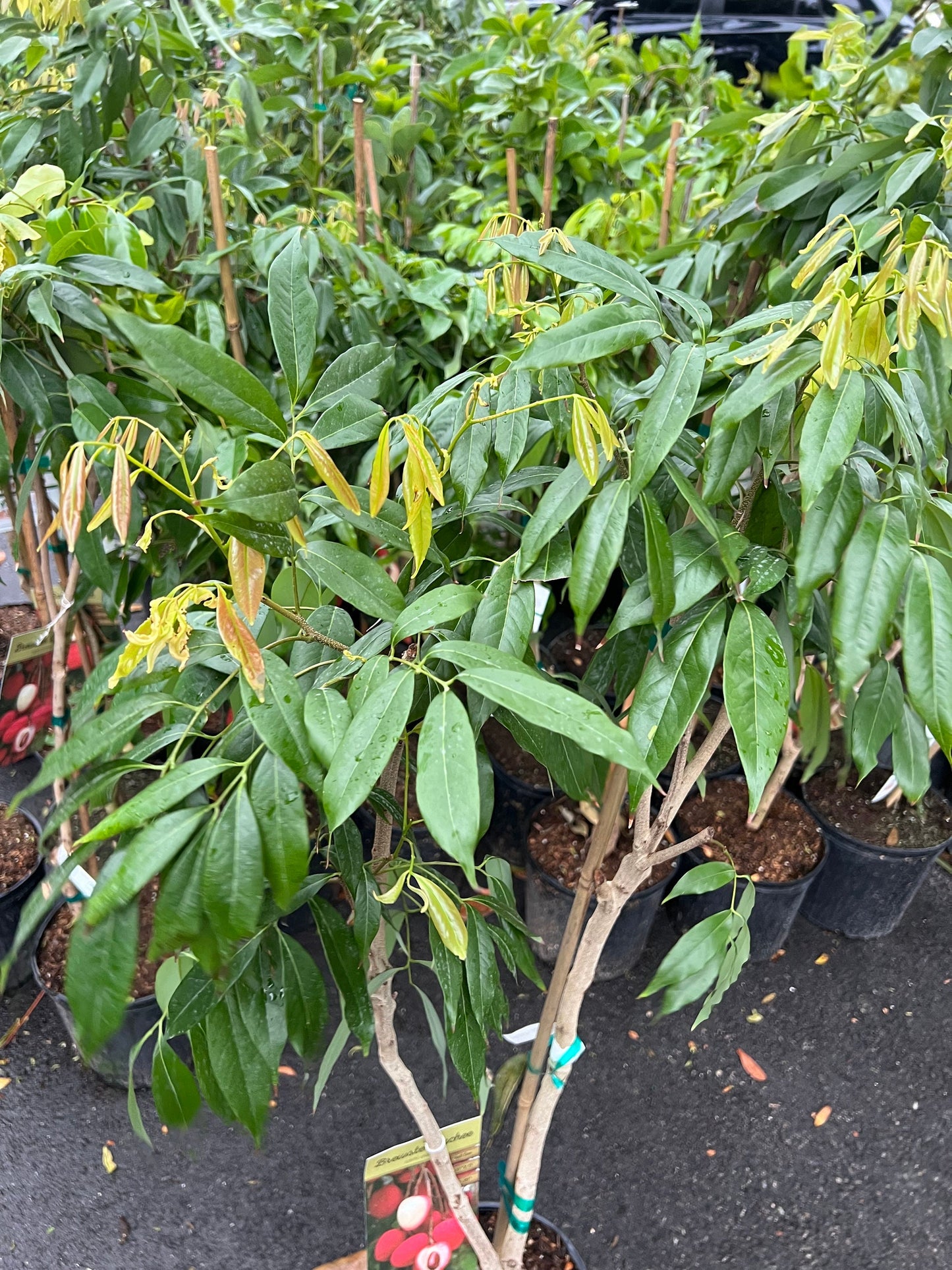 Brewster Lychee in 10" Pot, 3 to 4 Ft tall, grafted,No Ship to HI