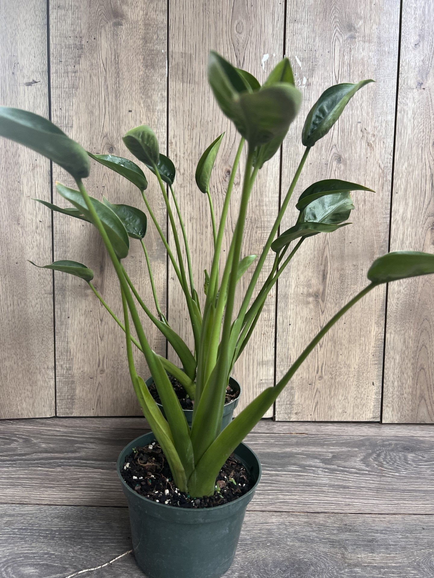 Alocasia Tiny Dancer in 6" Pot, house plant