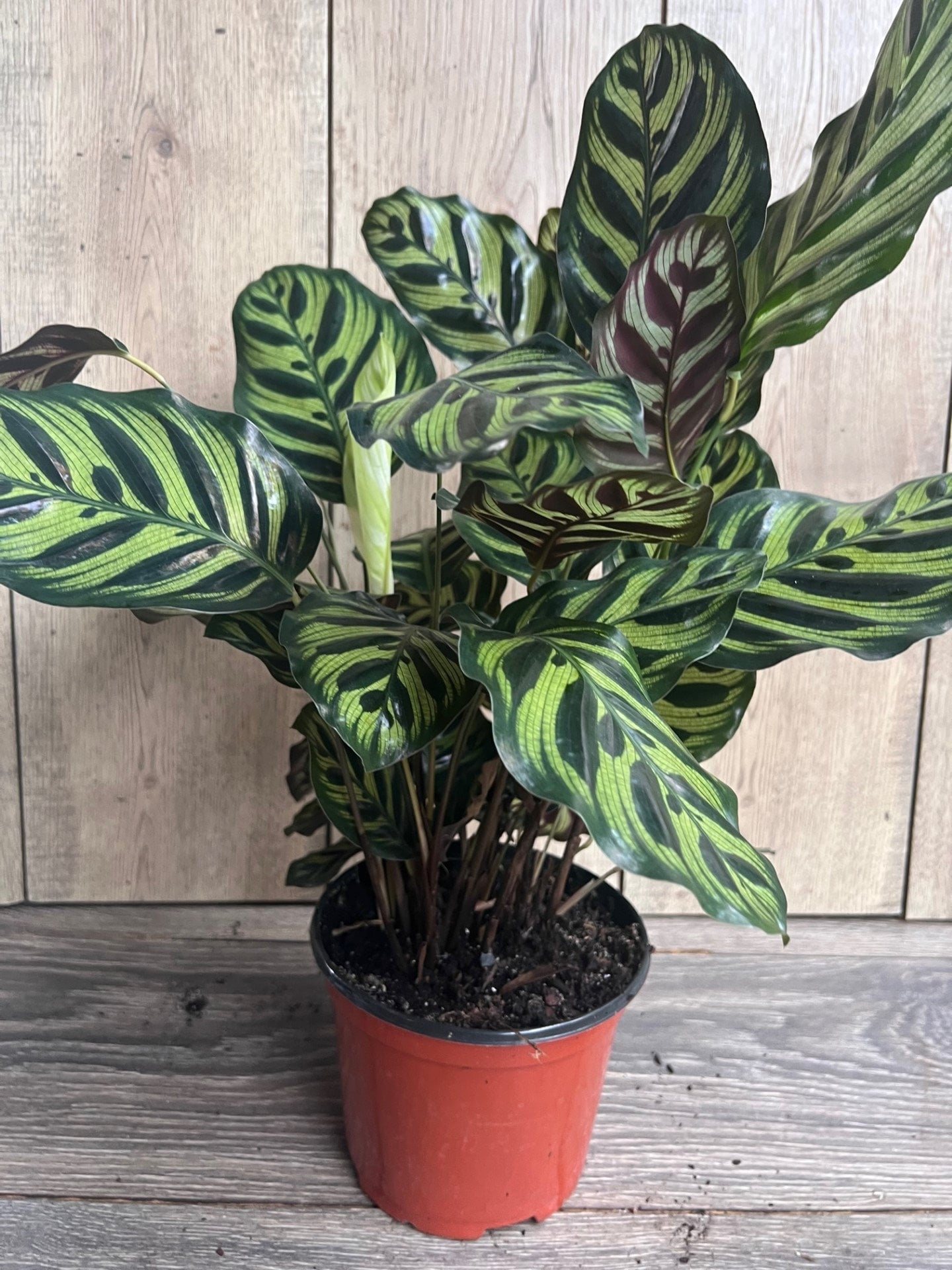 Calathea makoyana, Peacock Plant, in 6" inches pot, prayer plant