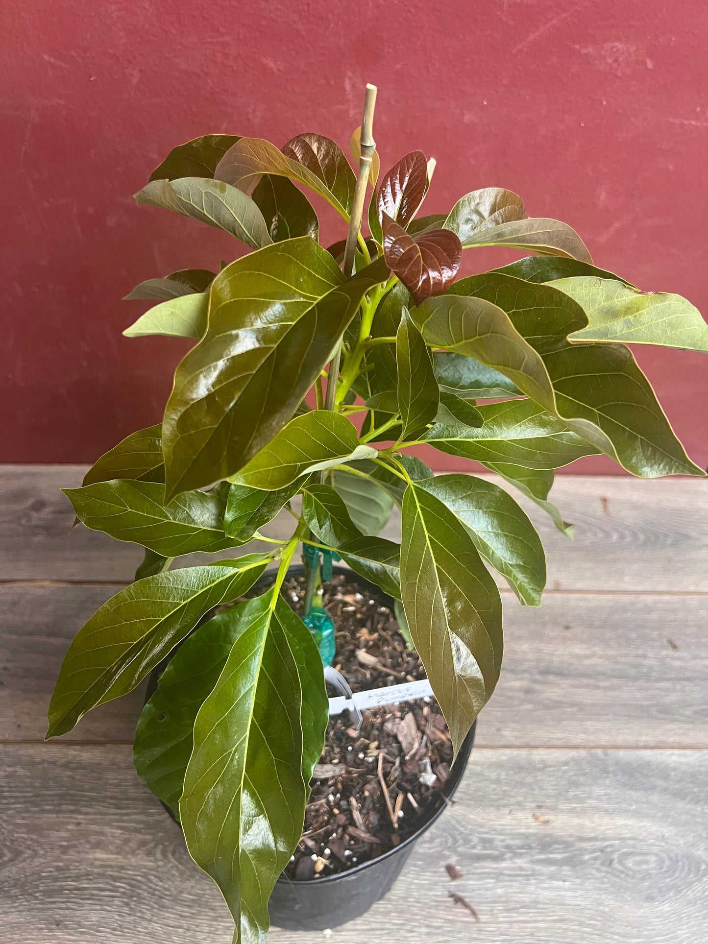 Marcus Pumpkin Avocado Tree , Grafted in 3 Gallon Pot, No Ship to HI