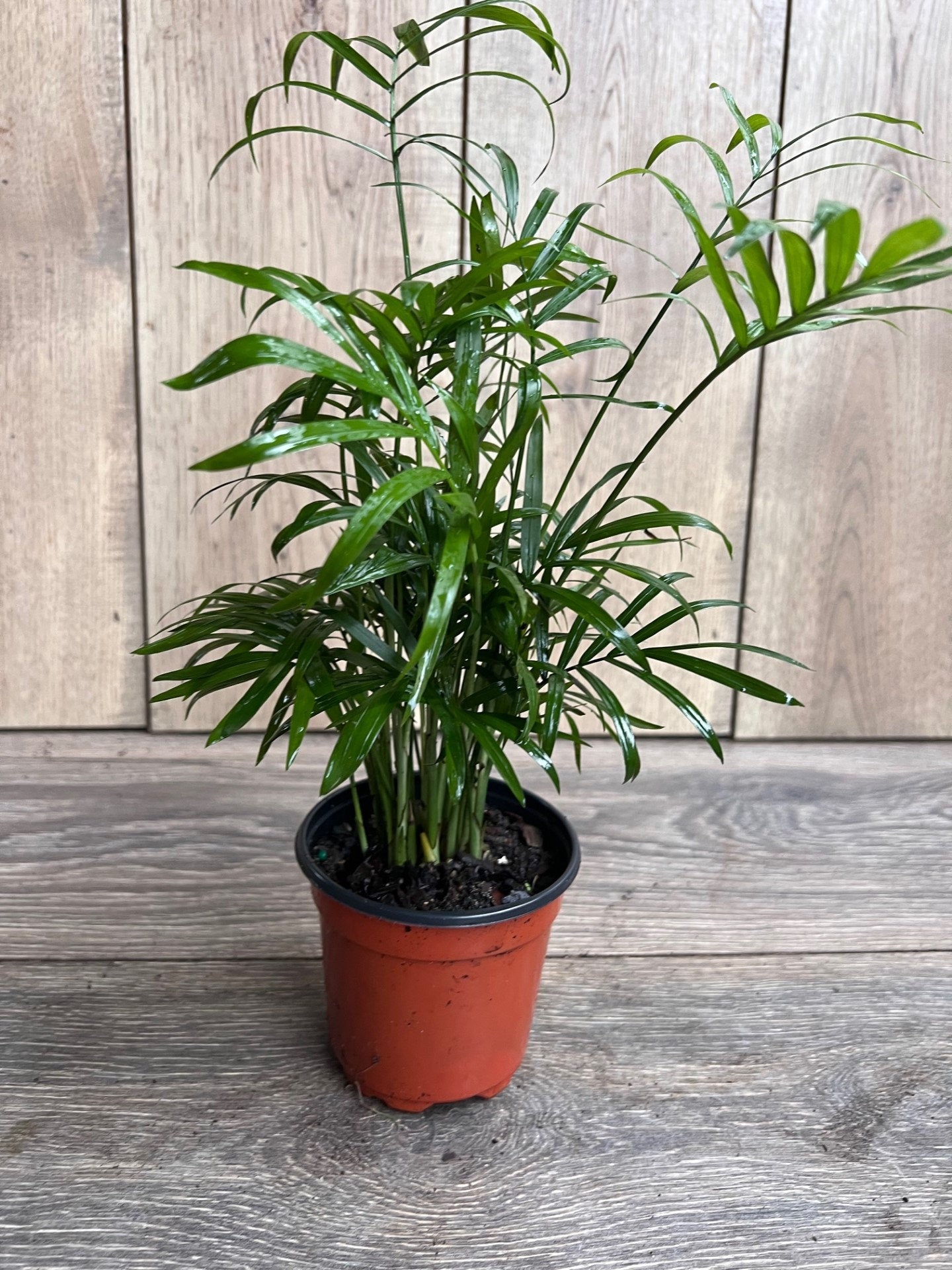 Neanthe Bella Palm in a 4" Pot, Parlor Palm - Chamaedorea Elegans