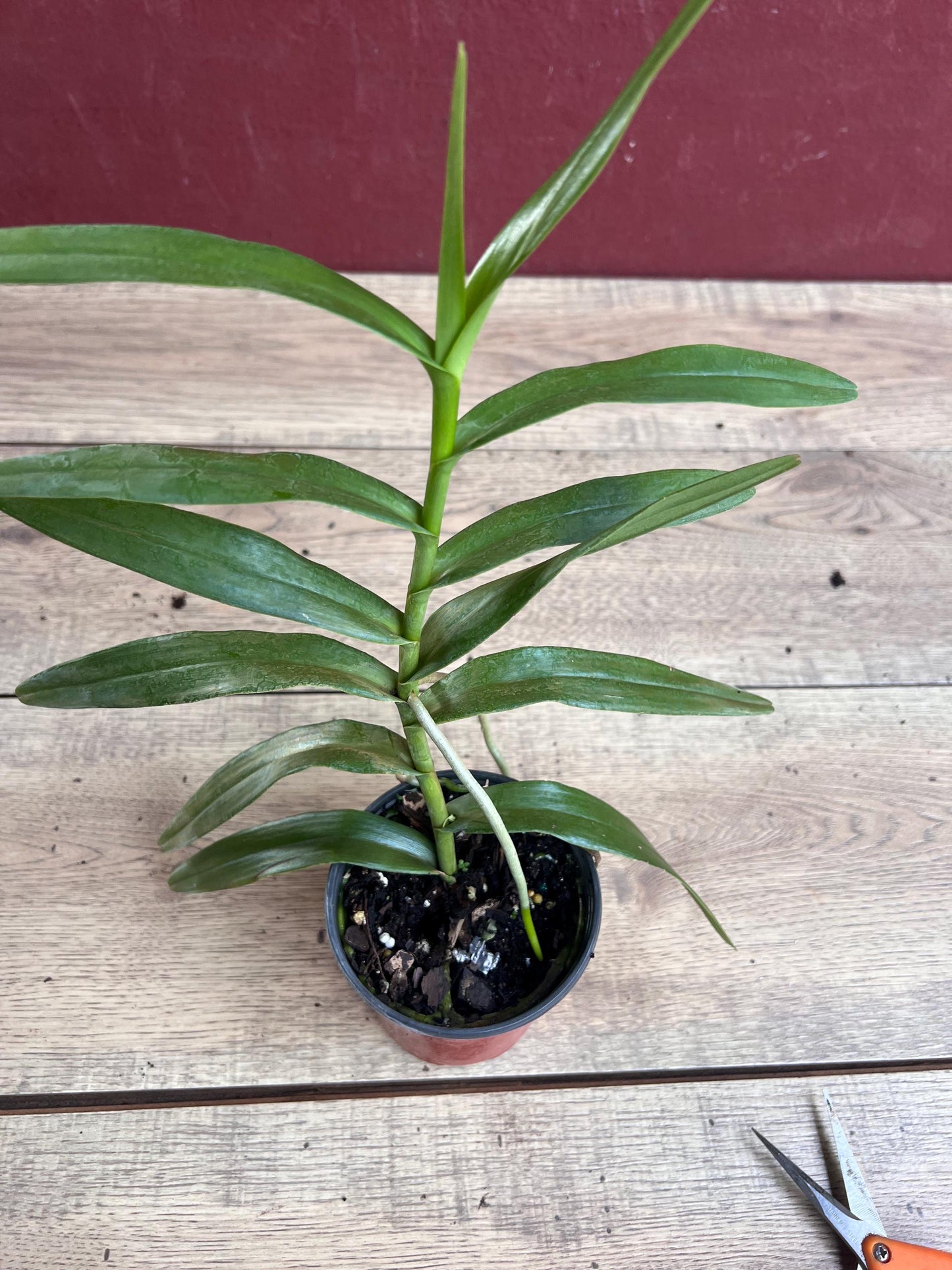 Scorpion orchid in 4" Pot, Arachnis, Aranda orchid