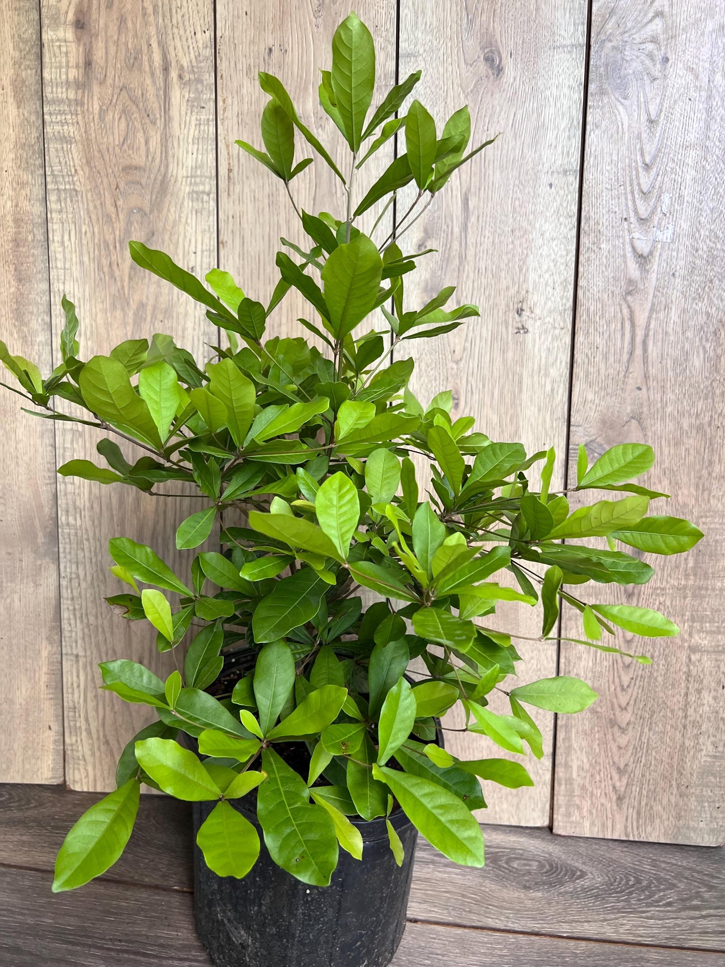 Miracle Fruit tree in 3 Gallon pot, Synsepalum dulcificum