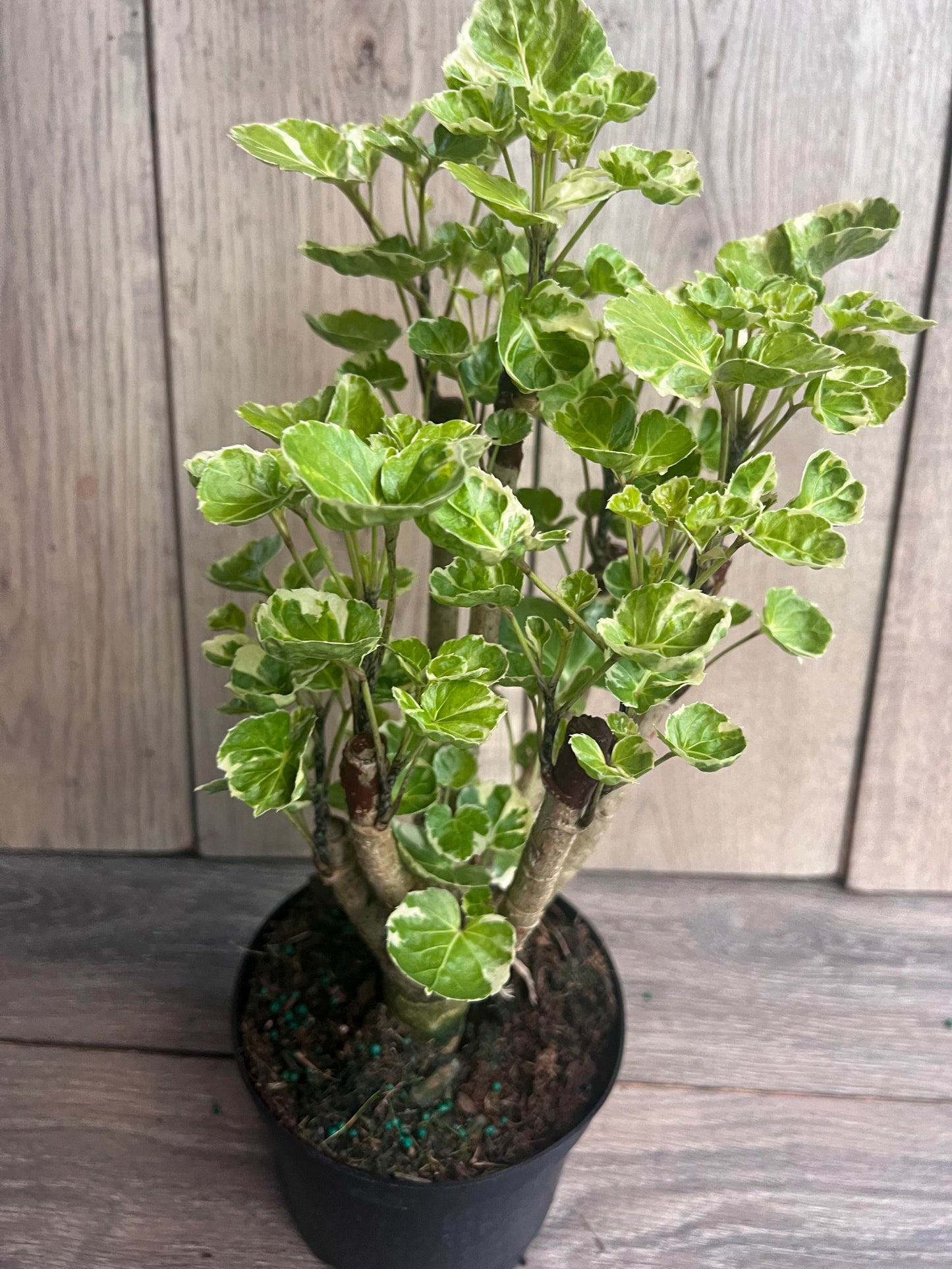 Aralia Balfour Variegated in 6" Pot, Bonsai Tree, Live Indoor & Outdoor Tropical Houseplant, Home and Office Decor