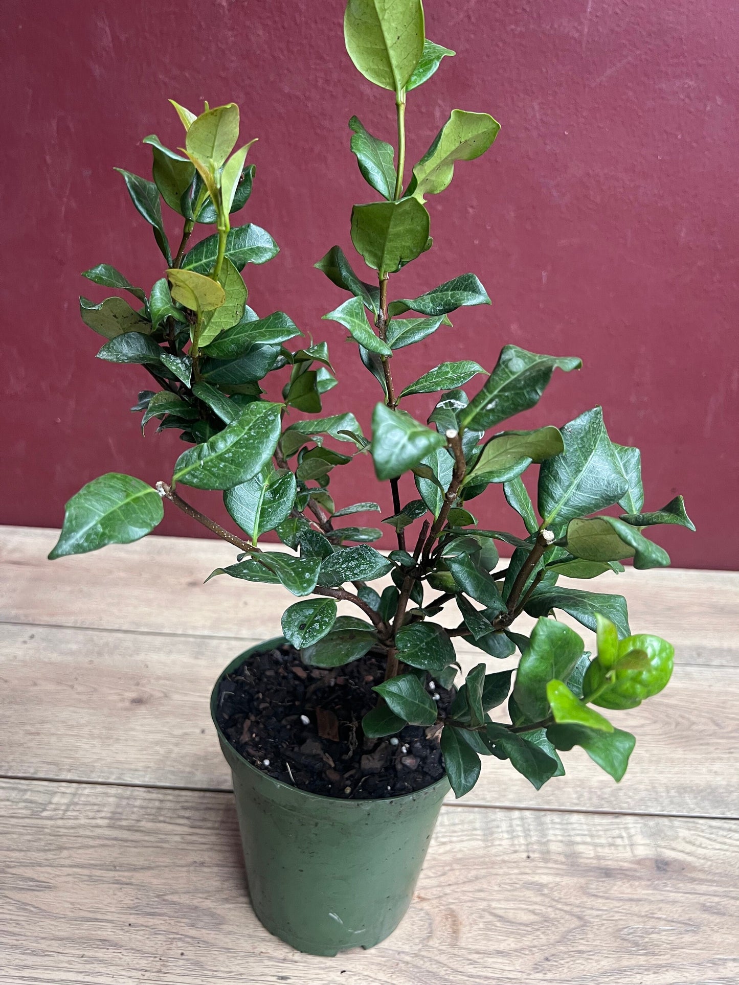 Confederate Jasmine, Trachelospermum jasminoides, star jasmine in 6" Pot