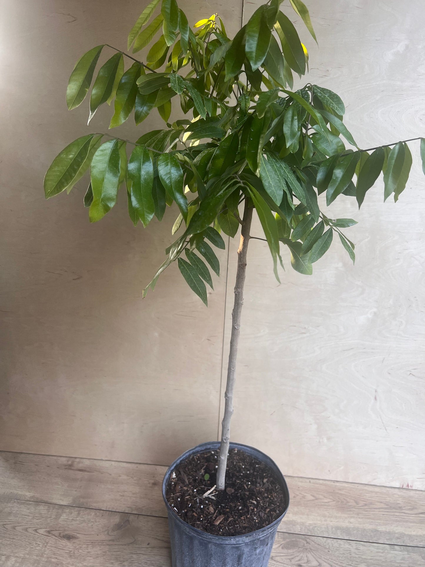 kohala longan in 10" Pot, air layered, lengkeng, kelengkeng, No Ship to CA and HI