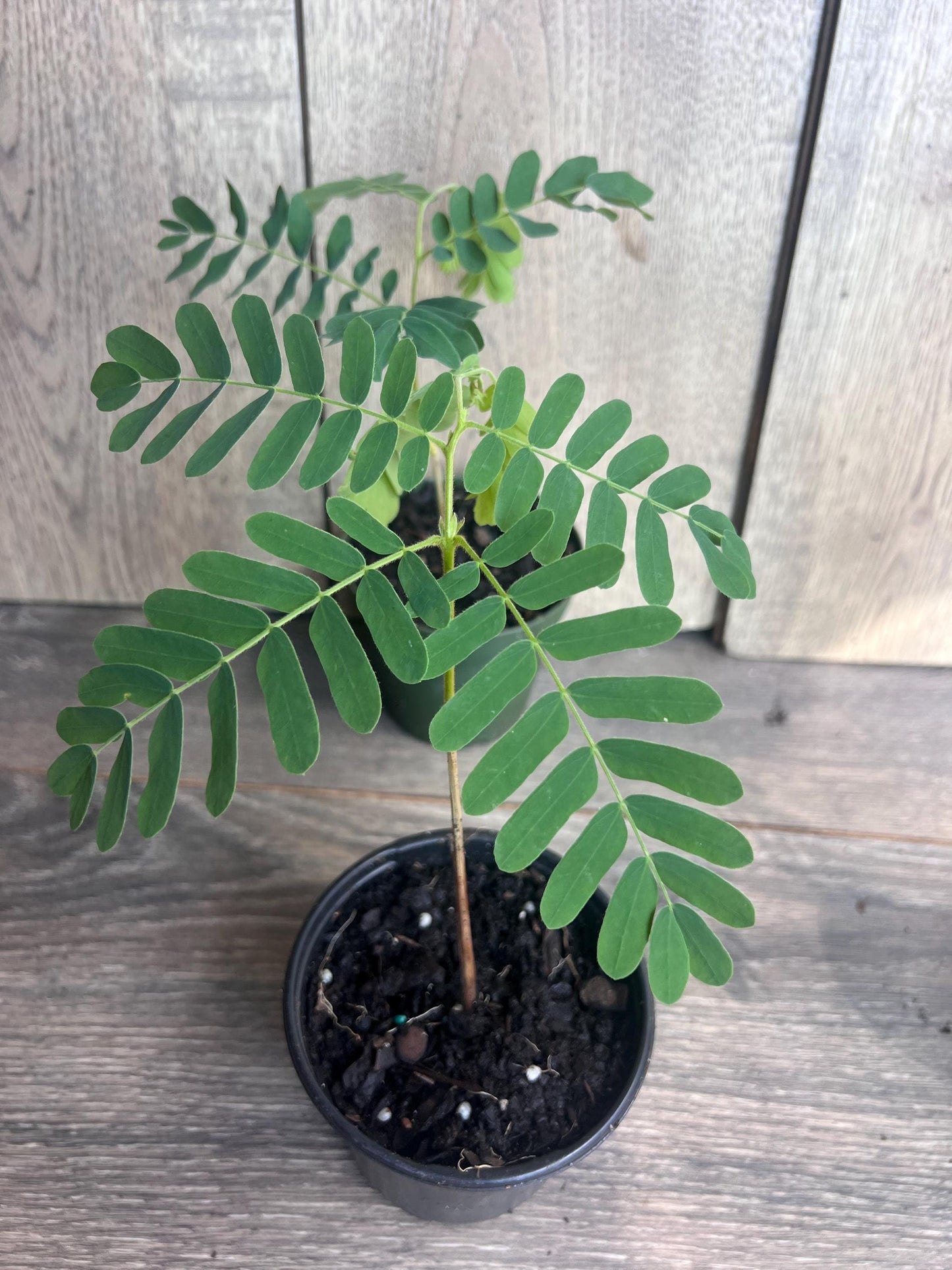 Tamarind tree, Tamarindus indica in 4" Pot, Pohon Asem