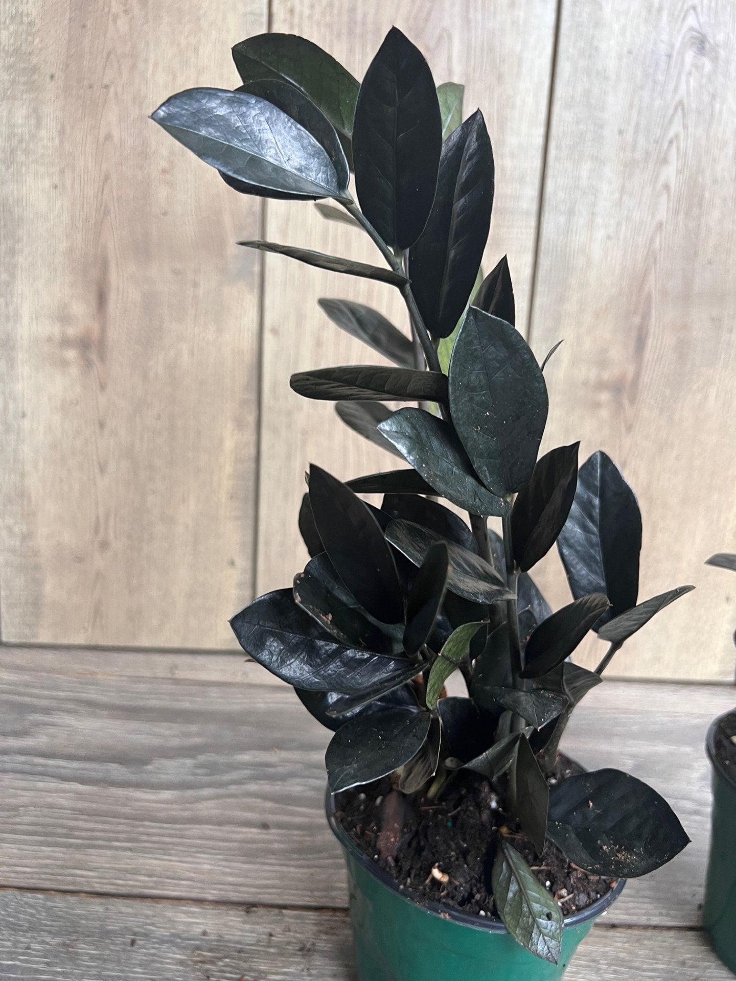 Black Raven ZZ, dark zz plant 4" Pot, Zamioculcas zamiifolia raven