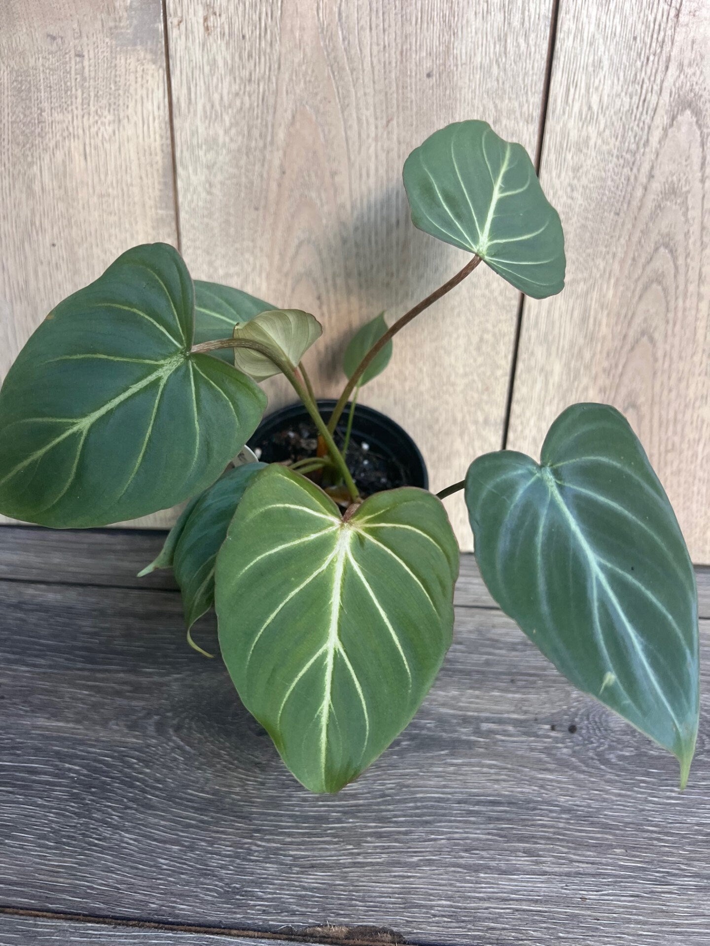 Philodendron gloriosum in 4" pot,
