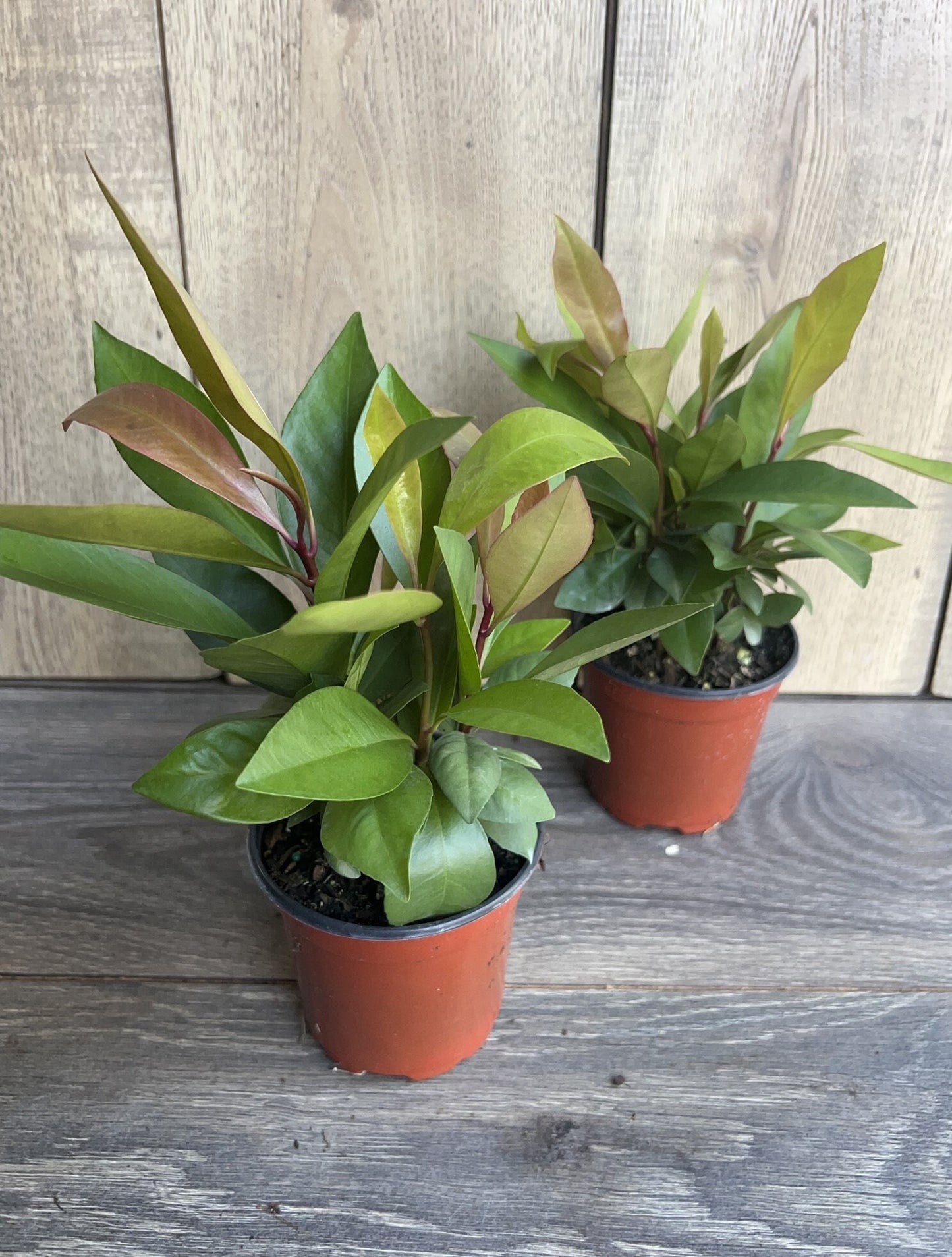 Ardisia Humilis in 4" Pot, house plant