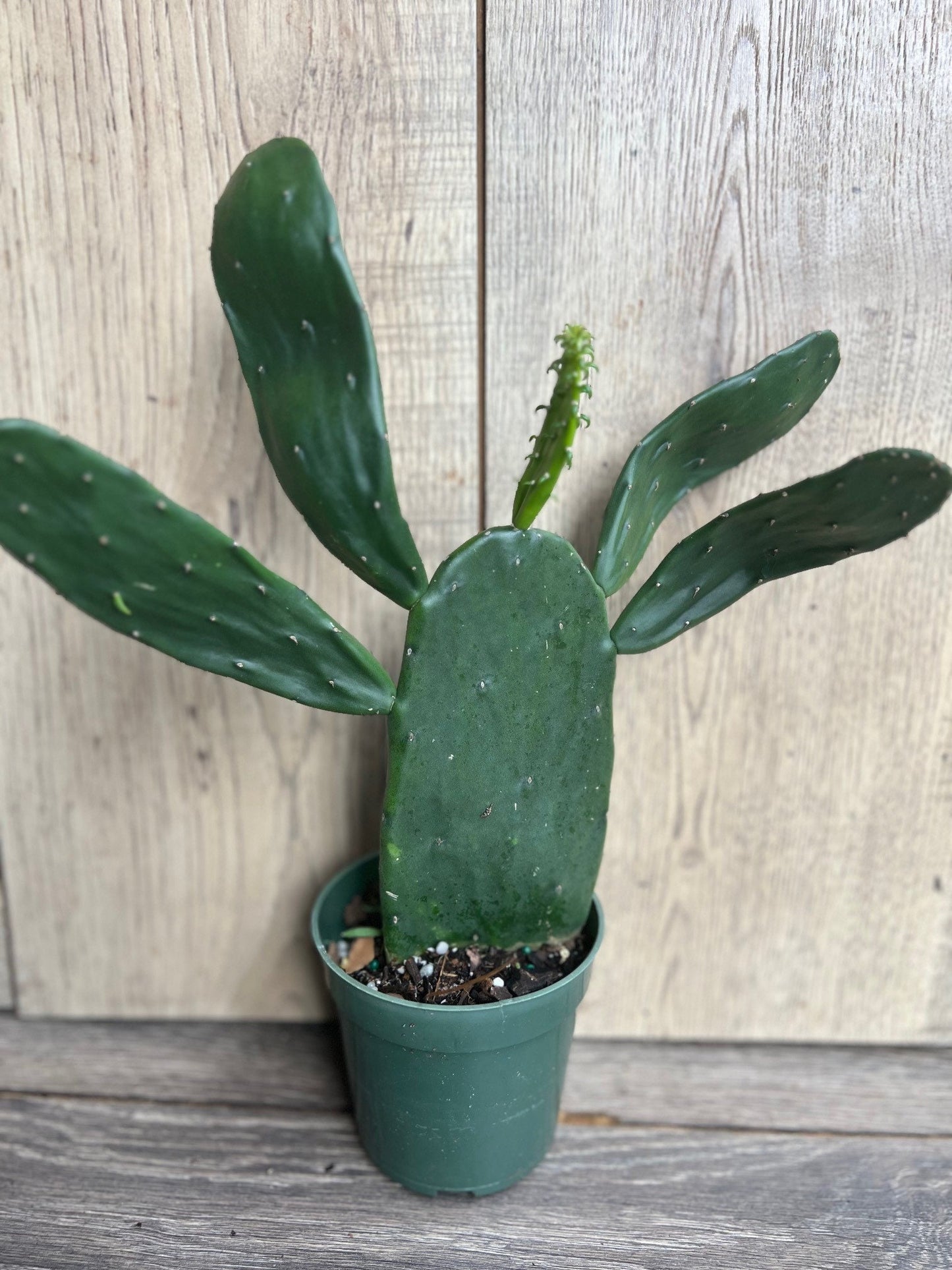 Opuntia, prickly pear in 4" Pot, opuntia cactus