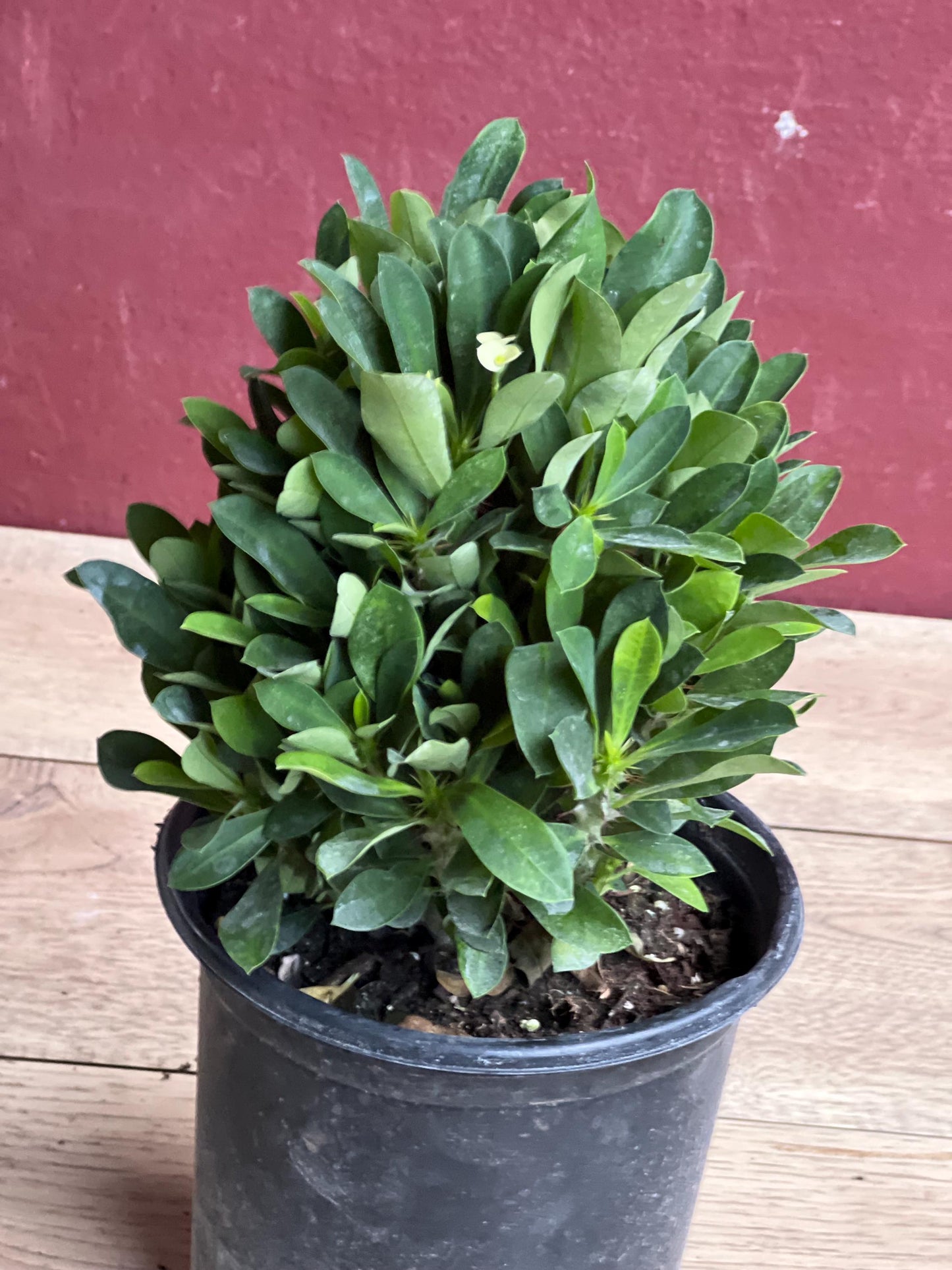 Ixora Taiwanese Yellow in 6" Pot, Carmen Dwarf Red, Ixora