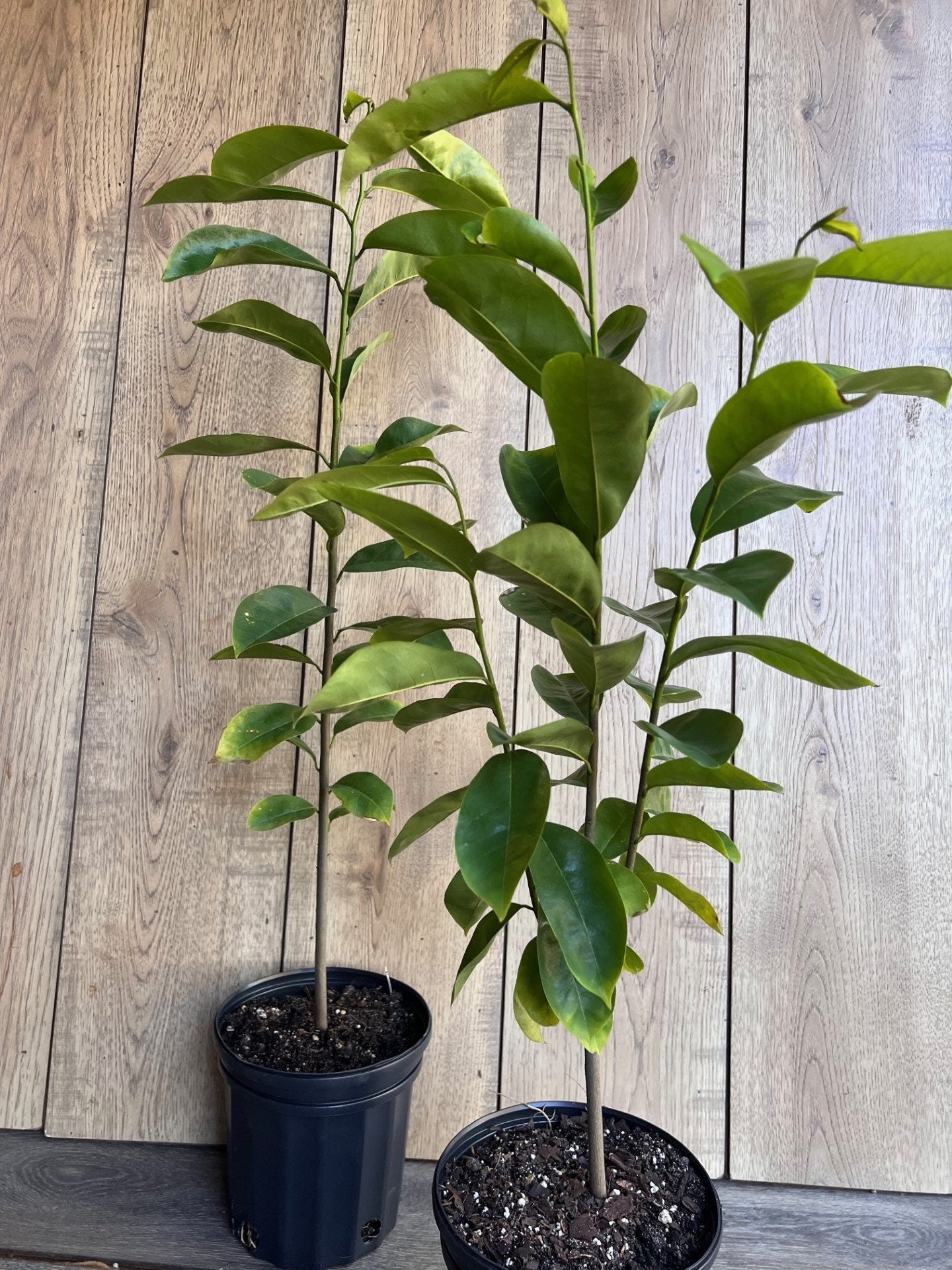 Soursop Tree, guanabana in Half gallon pot , Sirsak, Anona Muricata