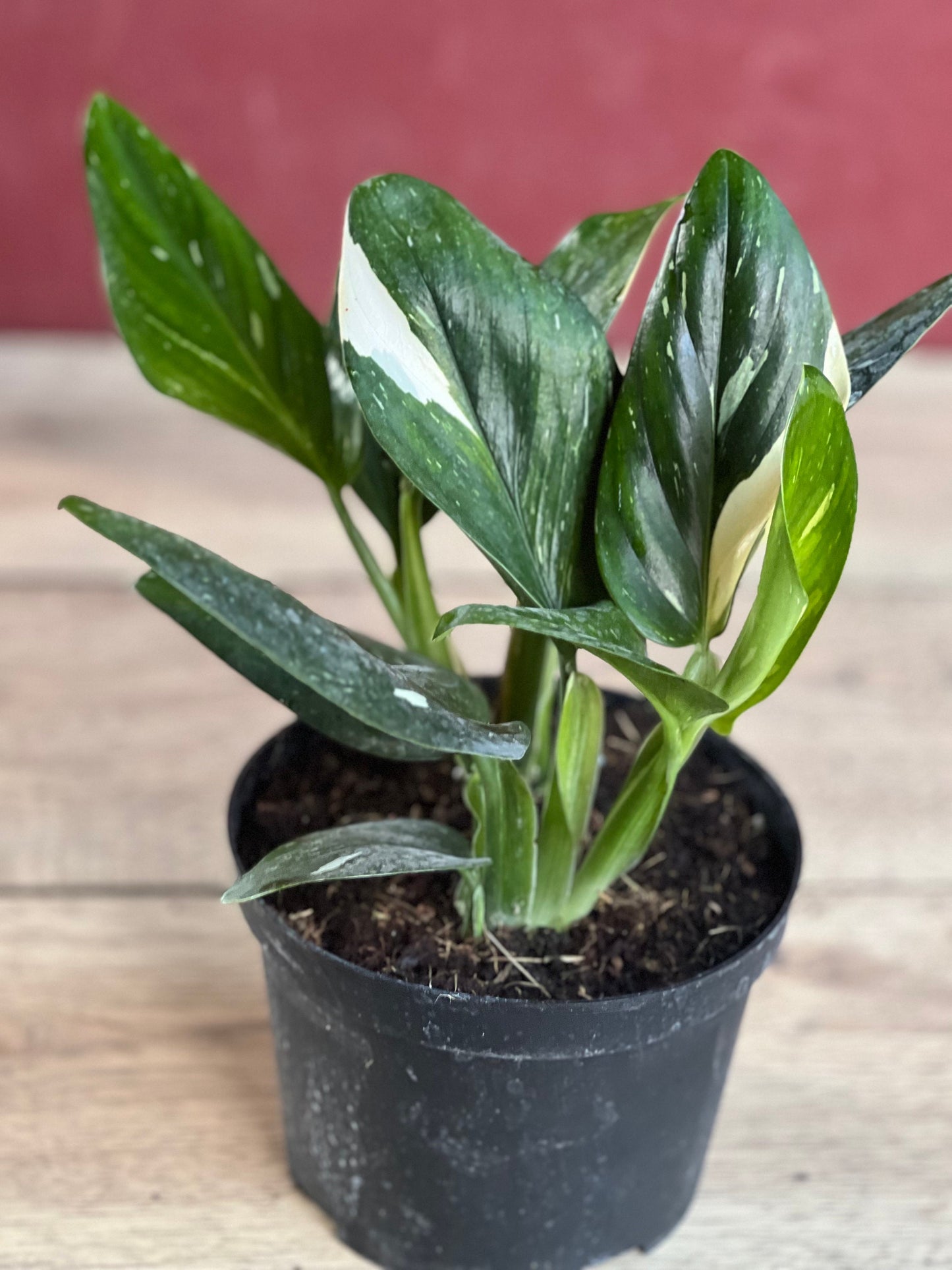 Monstera Standleyana Albo in 6" Pot , Philodendron Cobra