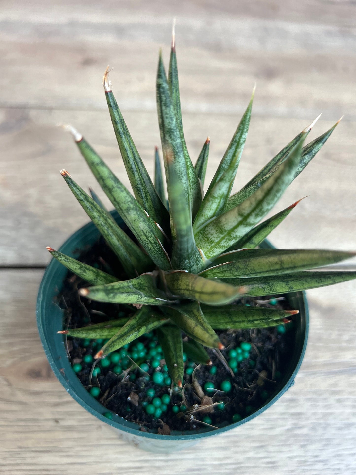 Sansevieria francisii 4”pot