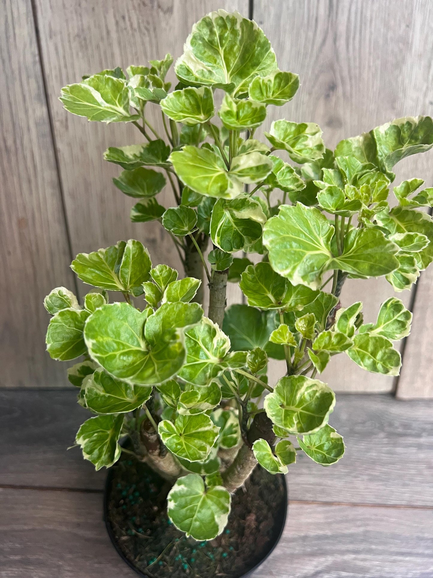Aralia Balfour Variegated in 6" Pot, Bonsai Tree, Live Indoor & Outdoor Tropical Houseplant, Home and Office Decor
