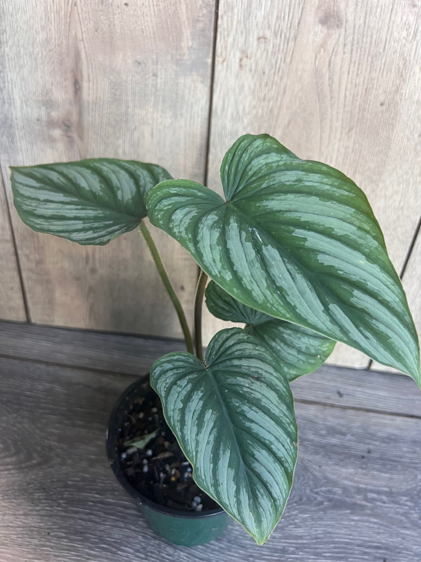 Philodendron Mamei in 4” Pot